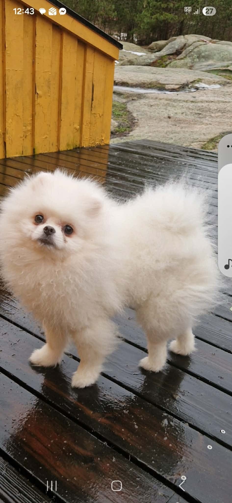 Nydelig   hvit  Pomeranian gutt