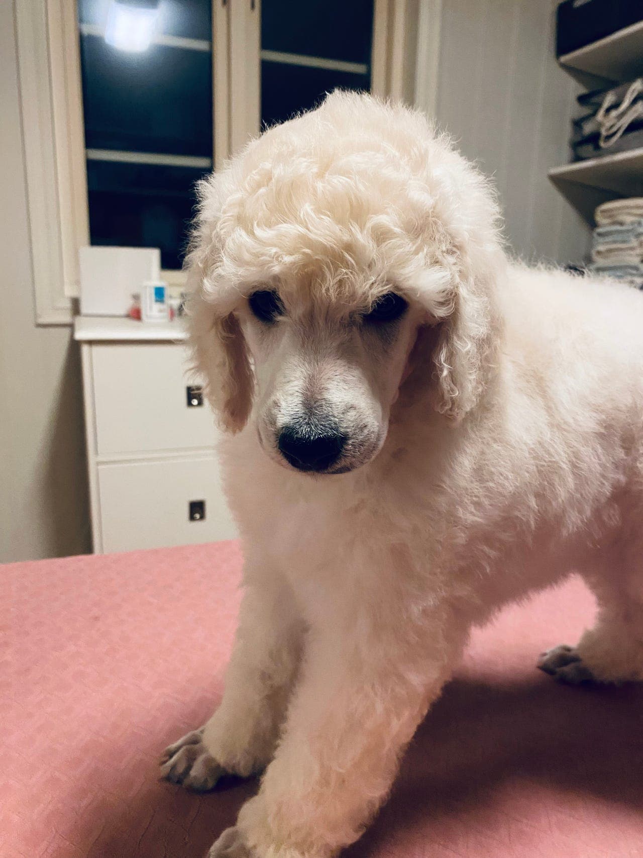 STORPUDDEL/ KONGEPUDDEL VALP