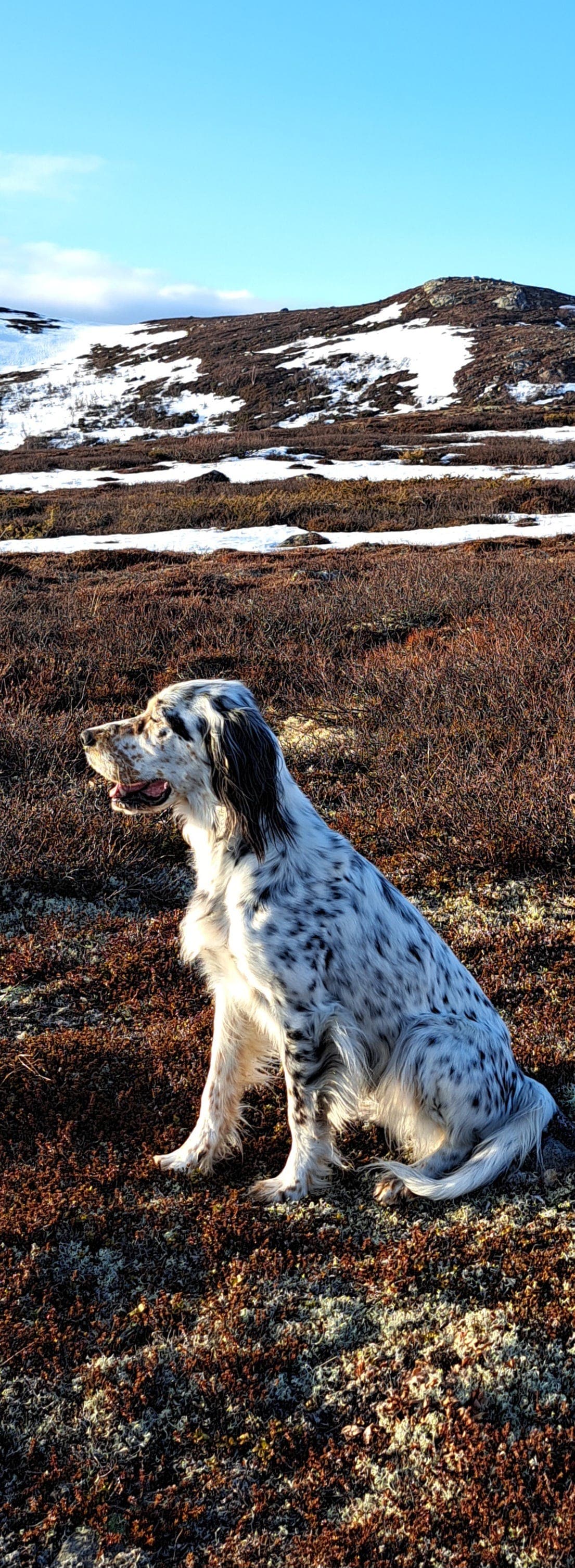 Engelsksettervalpar etter topp nordiske linjer ventast ca 20 mars.