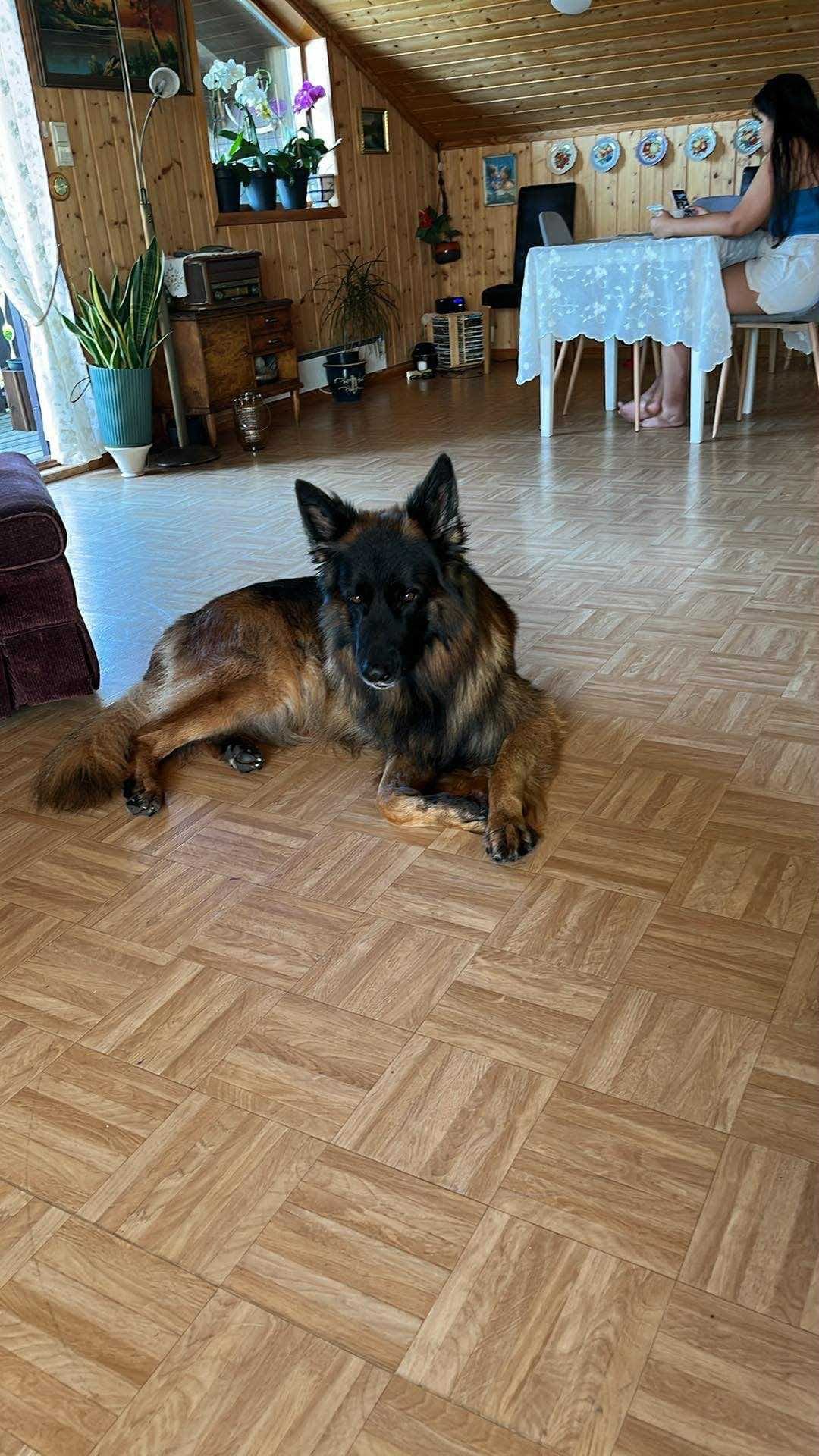 Selger schäferhund 4 ,5 år, W-Kygo av Waltzygården født 16. mai 2021