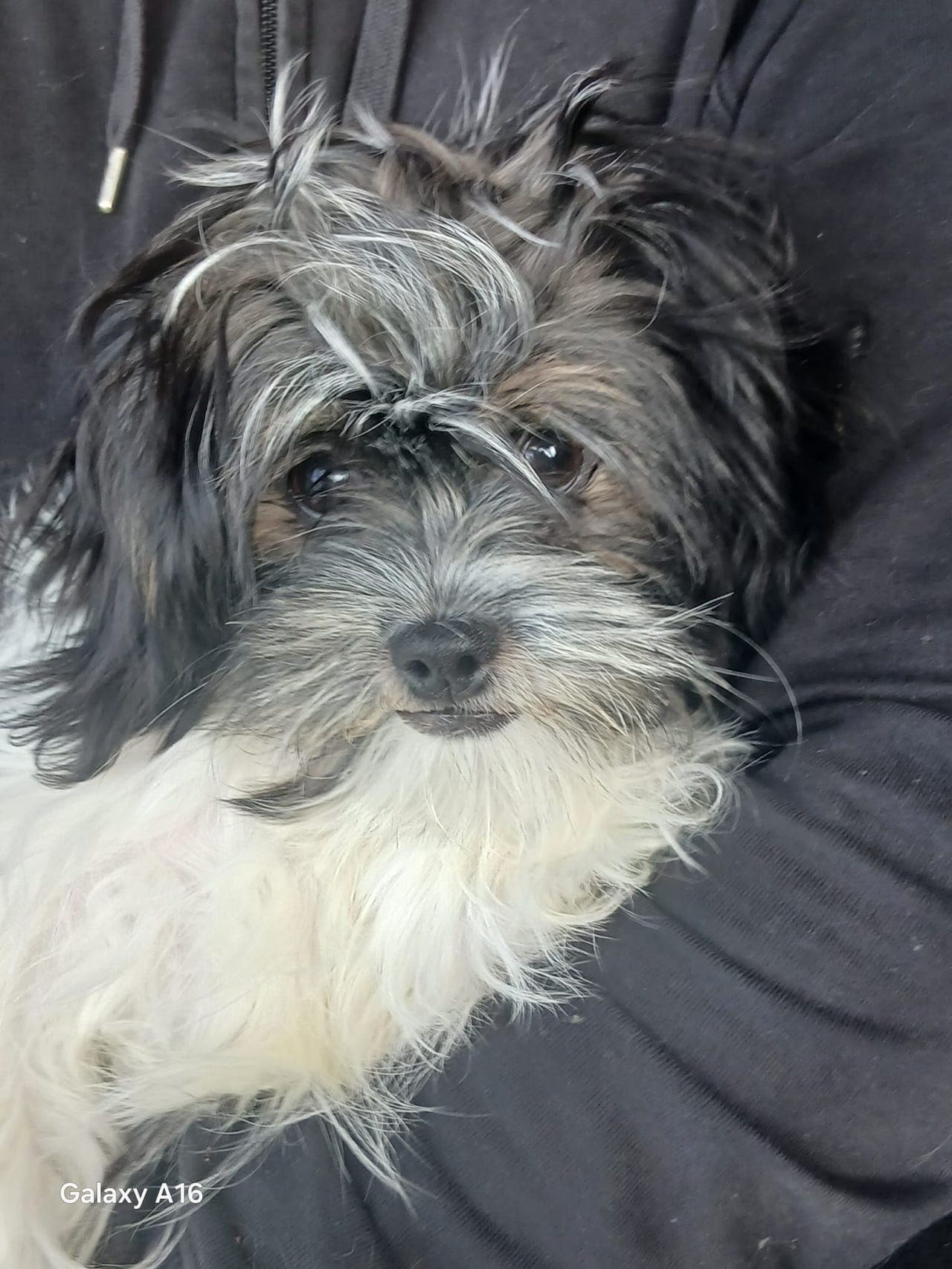 SHIH TZU VALPER