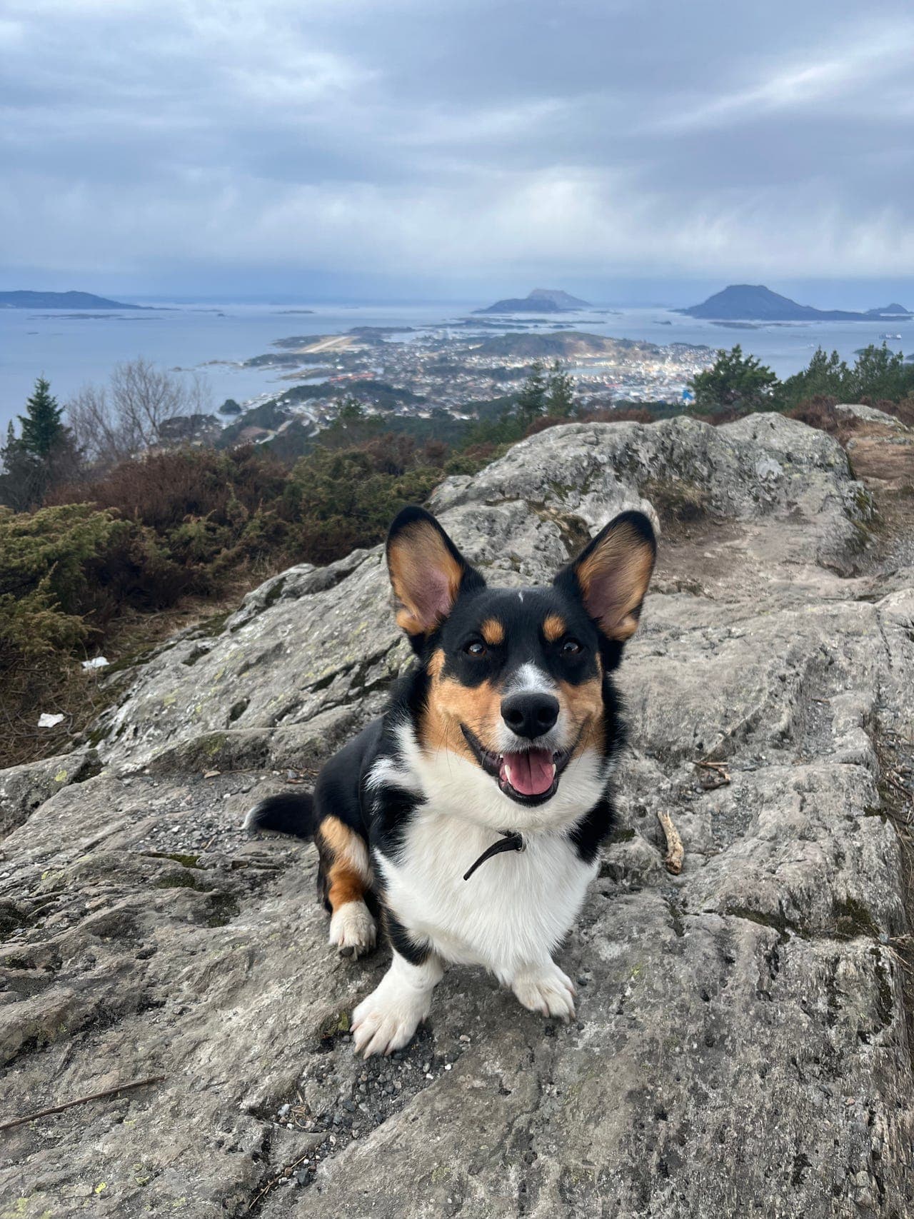 Welsh Corgi Cardigan gutt