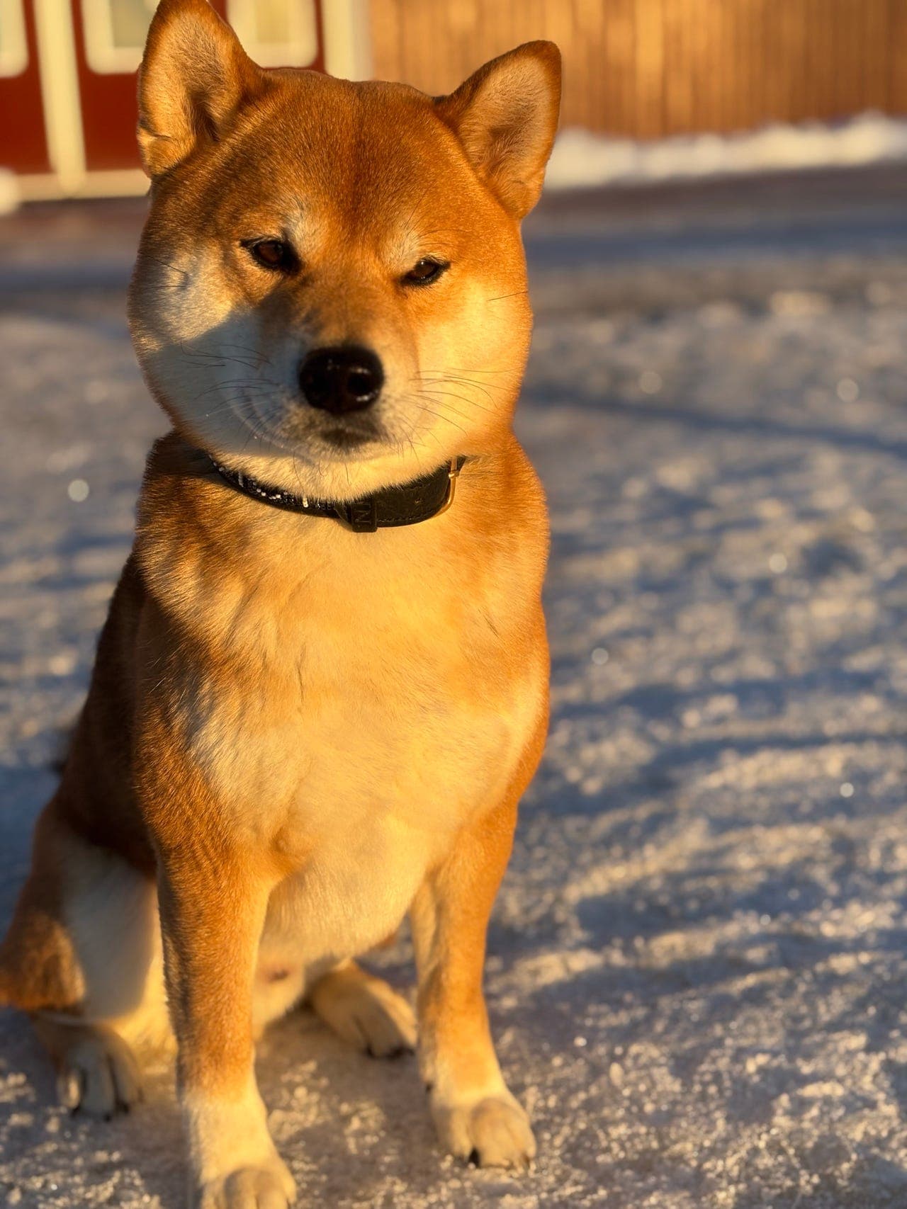 Shiba hannhund søker ekstrahjem