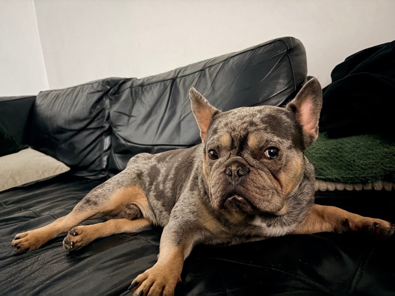 Fransk bulldogg 3,5 år