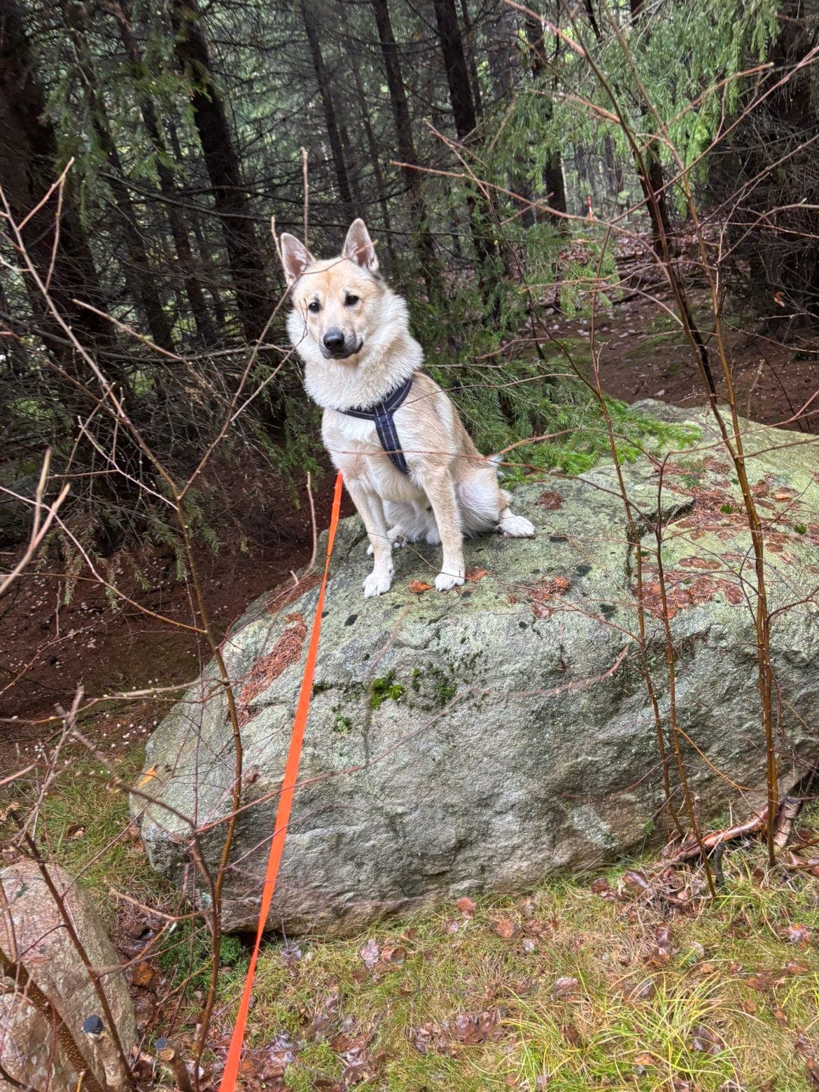 Norsk buhund ønsker delefamilie