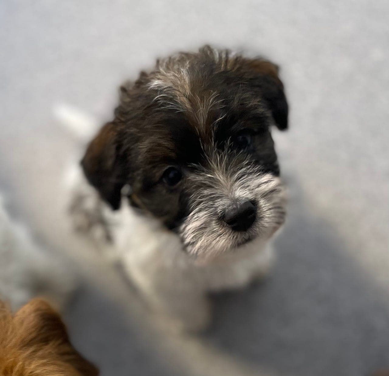 Jack Russell terrier valper