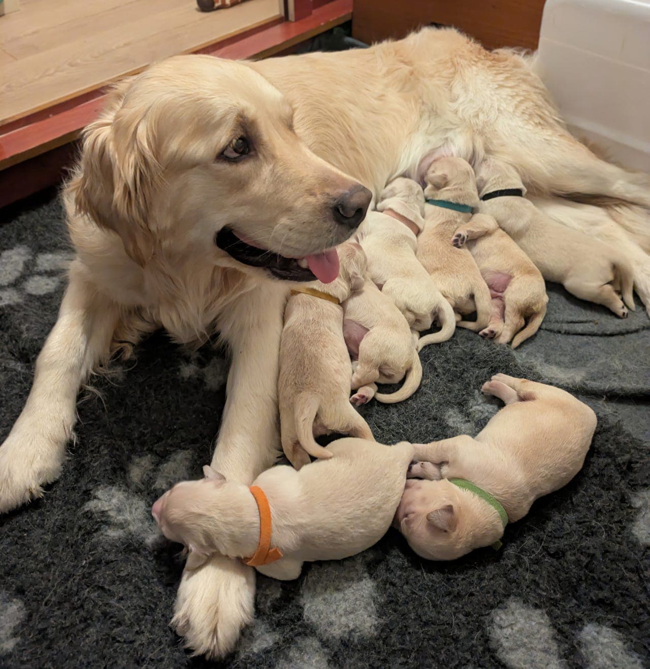 Golden retriever hann valper