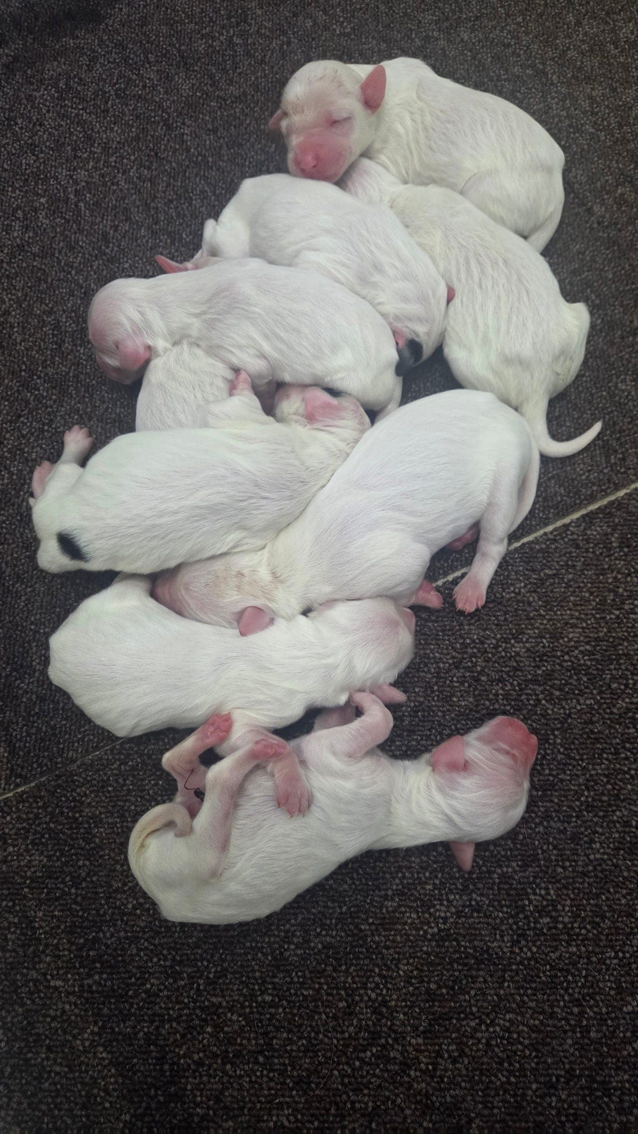 Engelsk setter valper selges