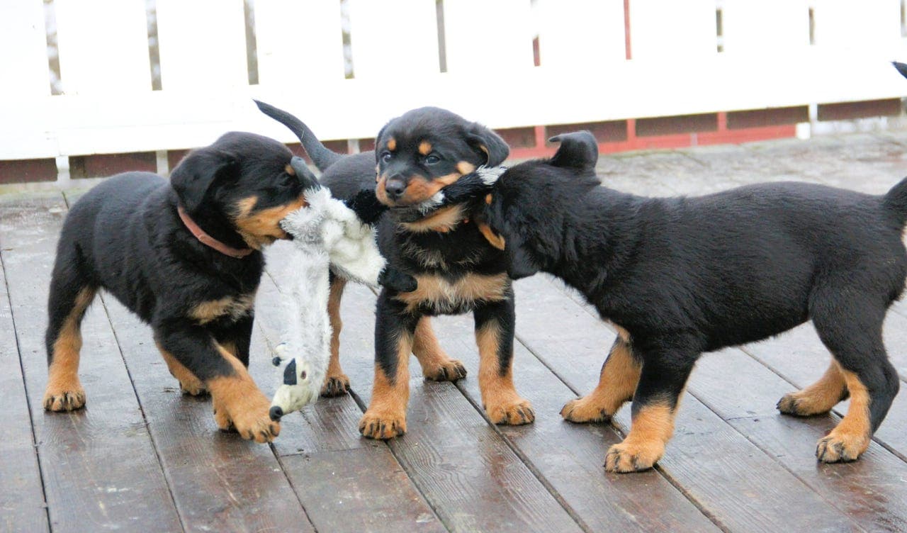 Rottweiler valper