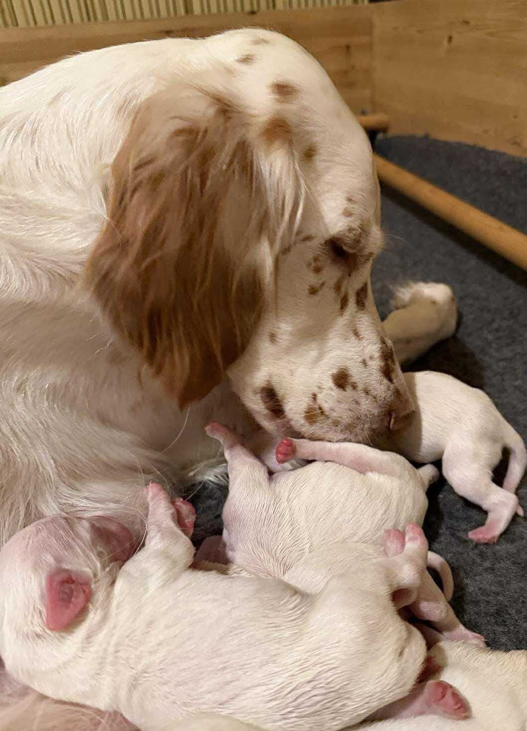 Engelsk setter valper