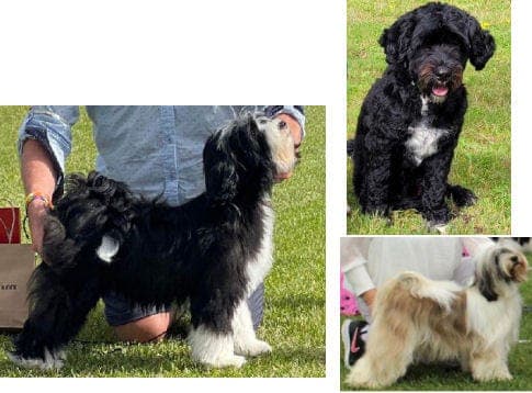 Tibetansk Terrier valper