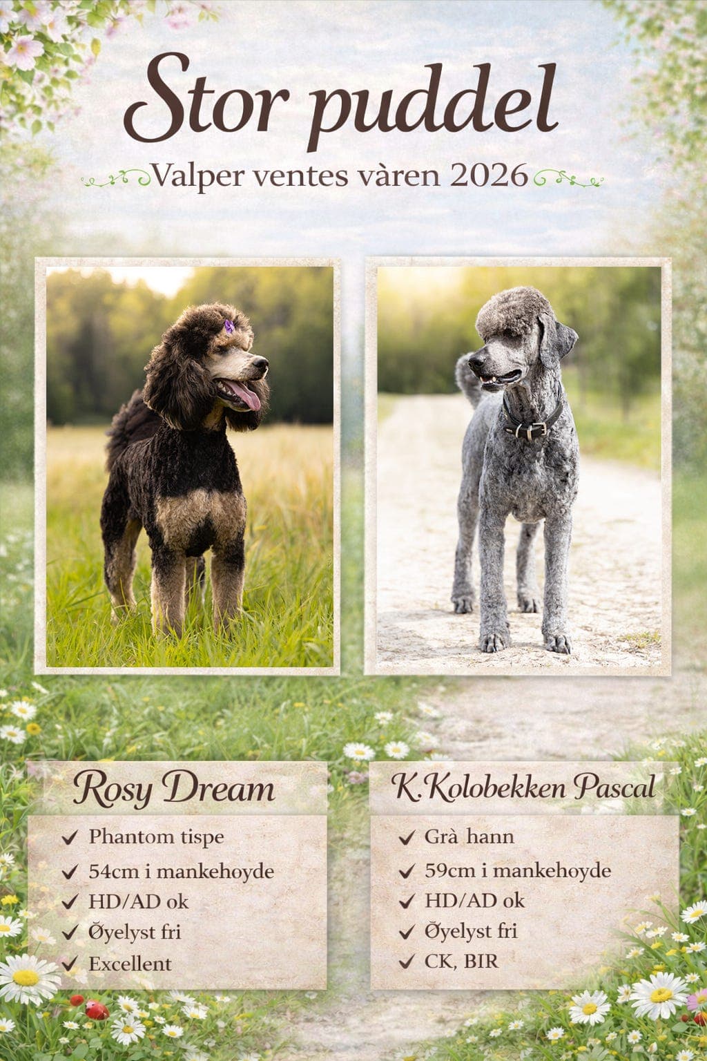 Stor puddel valper ventes