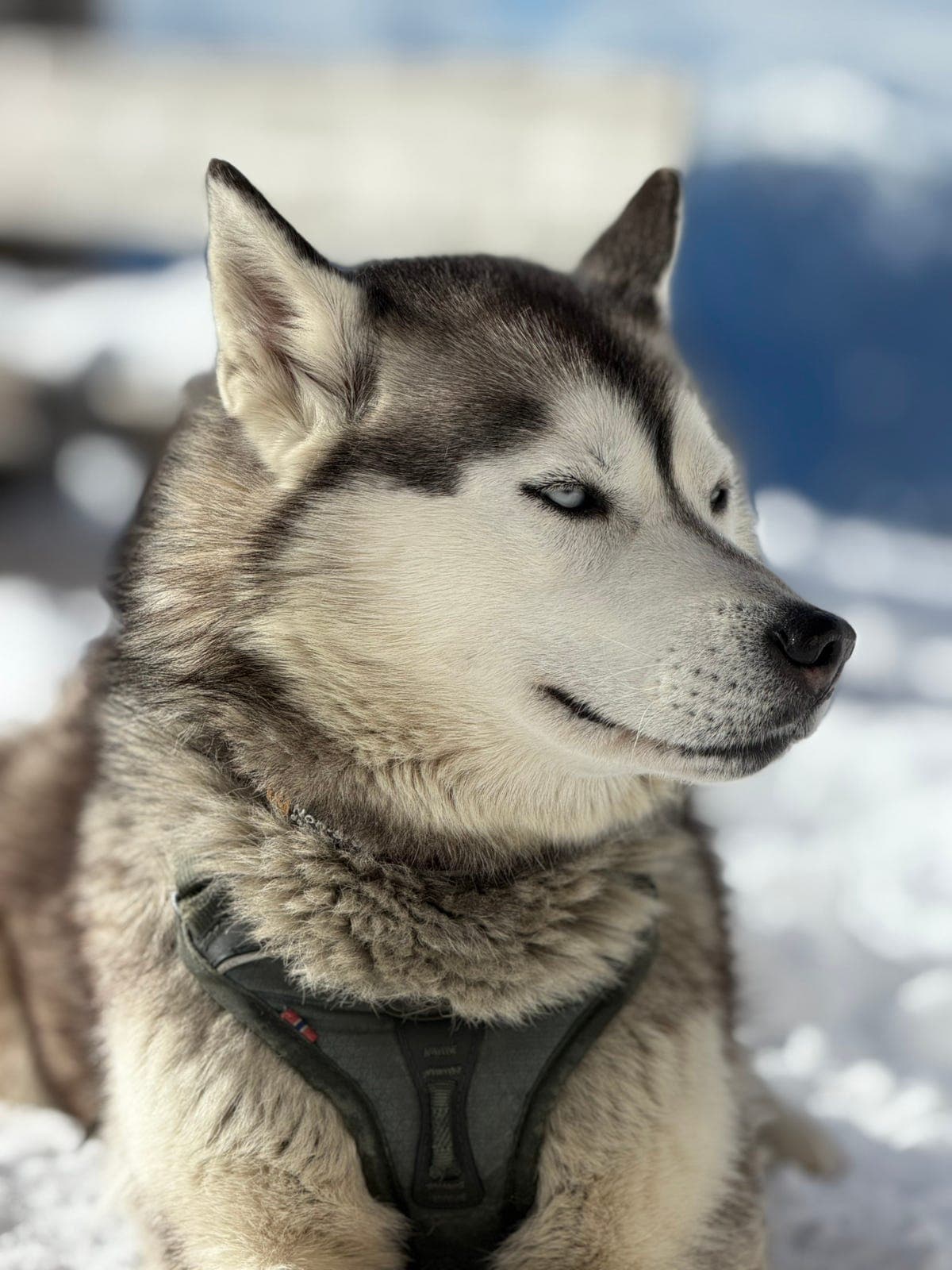 Siberian Husky vurderes omplassert