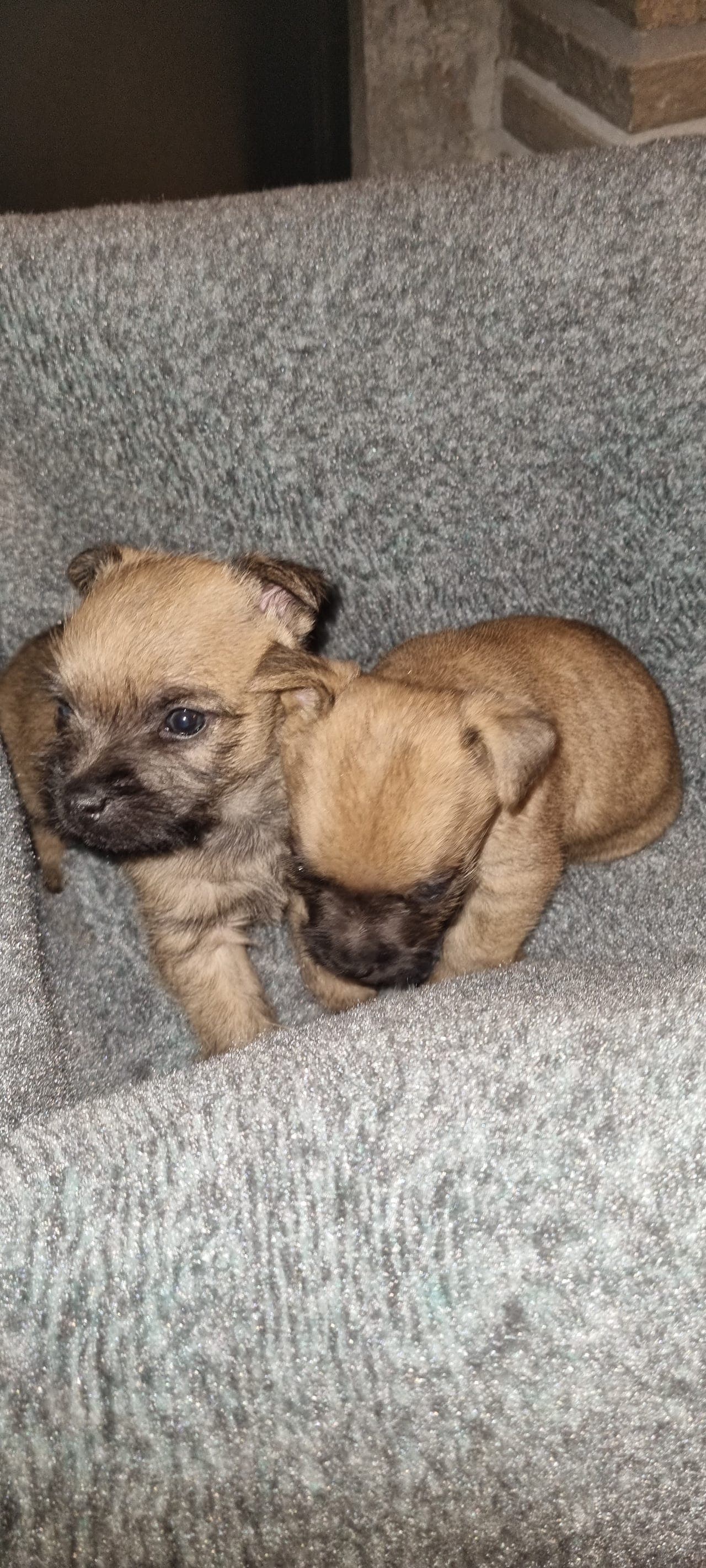 Verdens beste lille kompis - Cairn Terrier