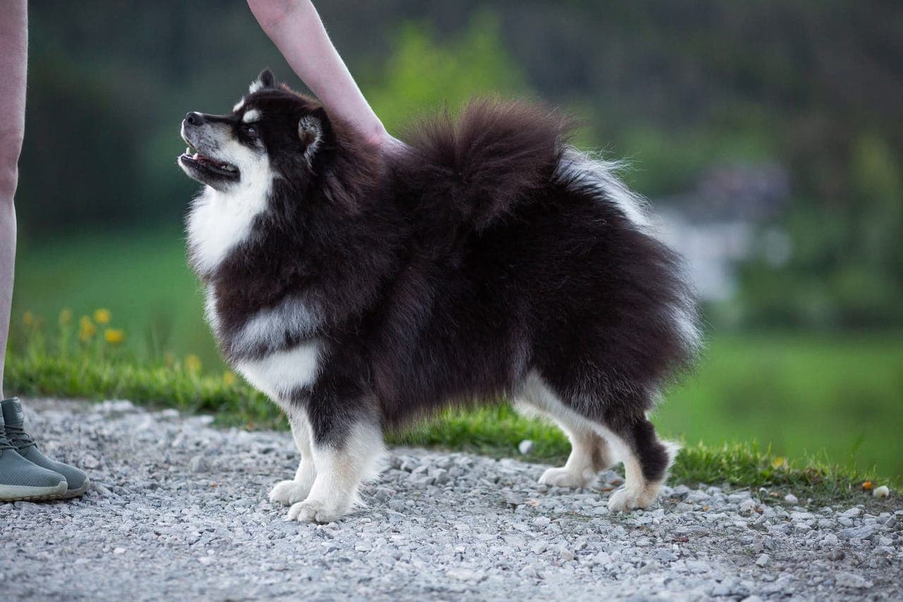 Finsk lapphund hann vurderes omplassert