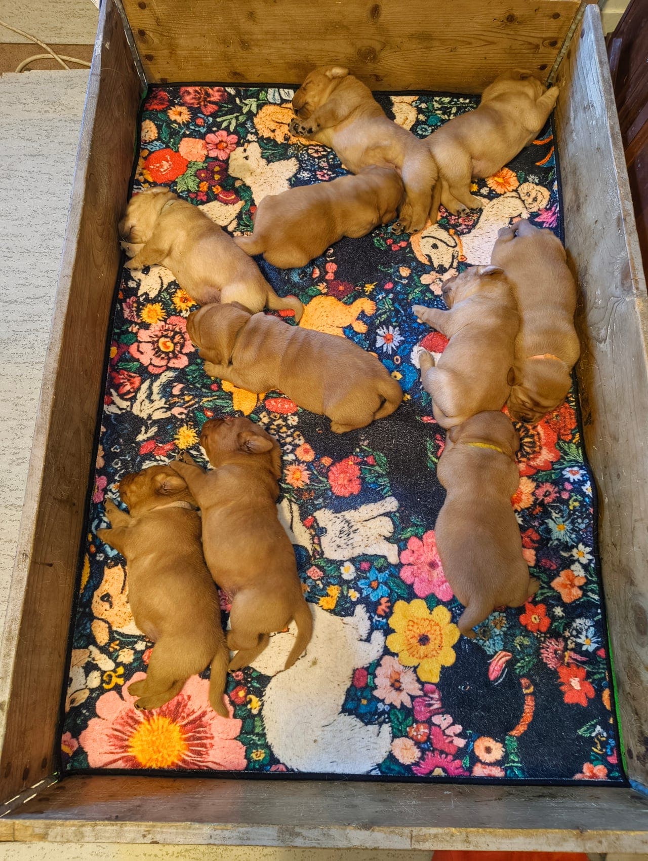 Vakkert Labrador valper