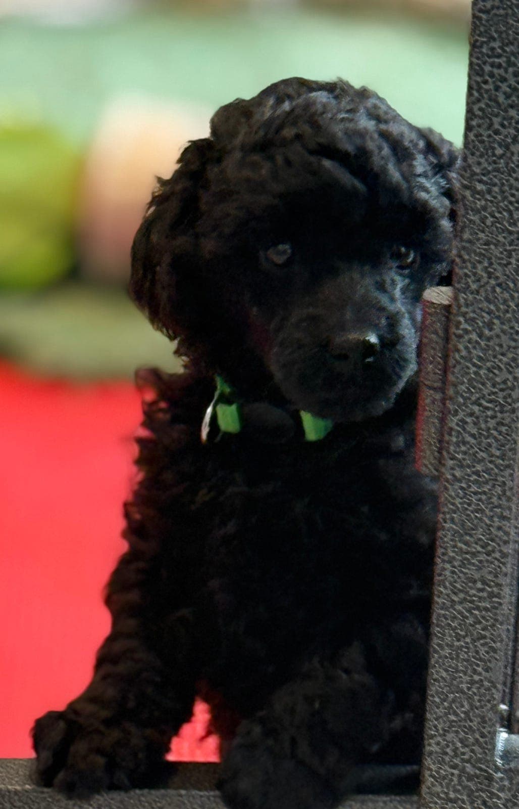 Renraset, mellom Puddel, NKK registrert, sorte valper - født 07. januar 2026