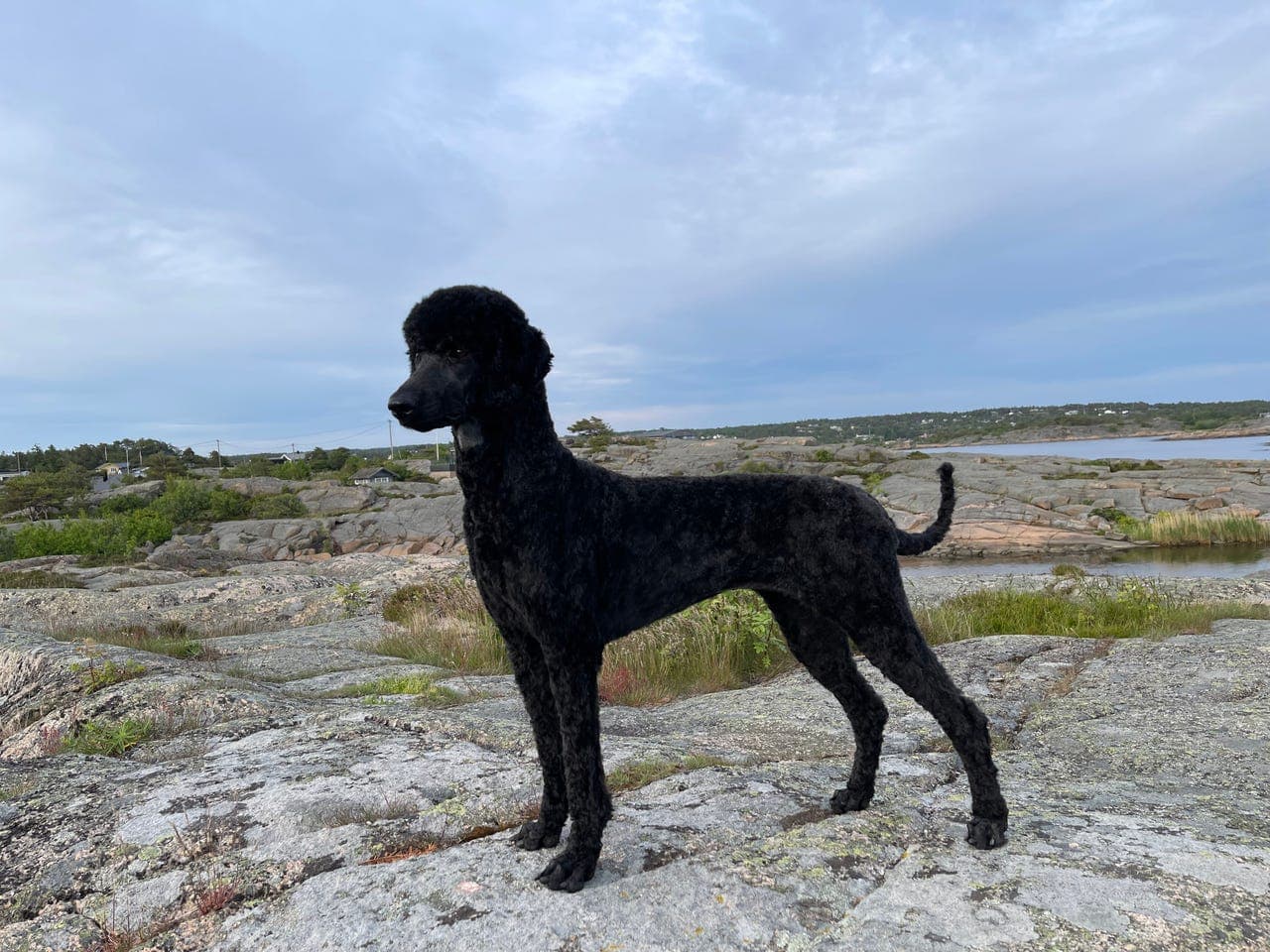 Storpuddelvalper 7 hanner. Puddel (Kongepuddel)