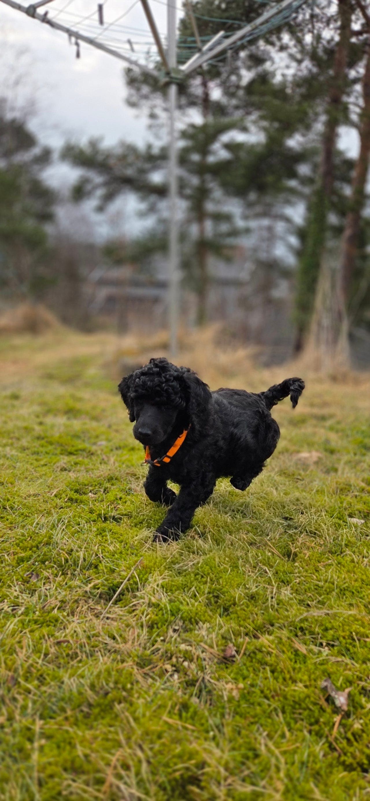 Leveringsklare Storpuddelvalper 4 hanner. Puddel (Kongepuddel)