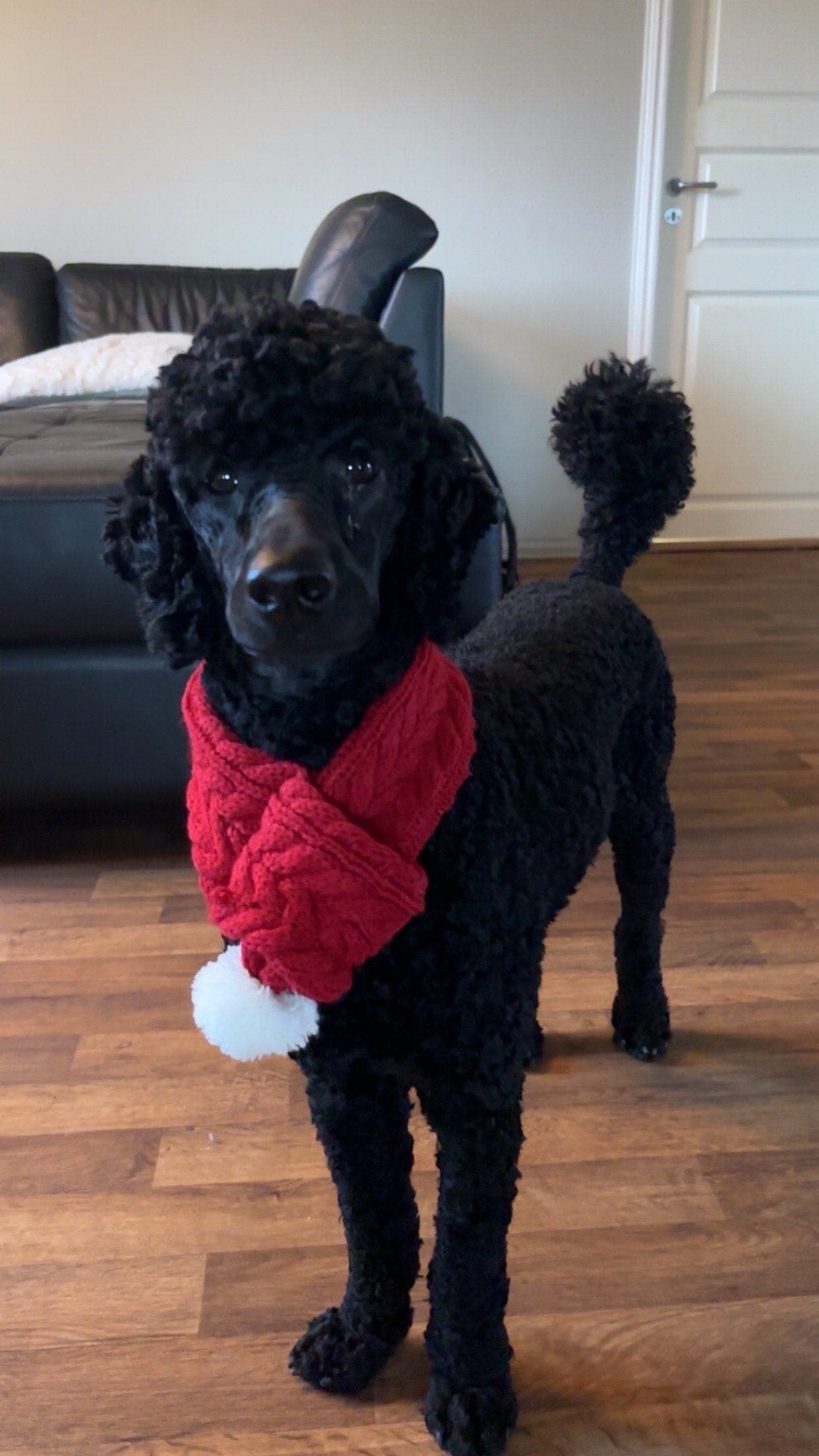 Mellompuddel søker fôrvert