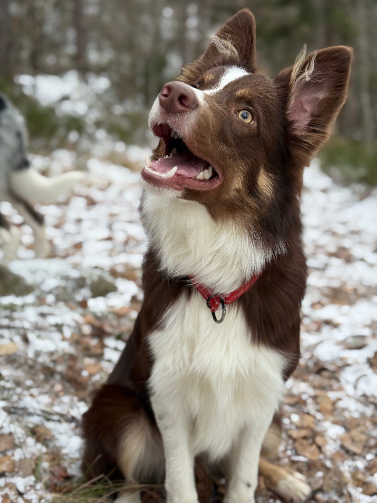 Border Collie