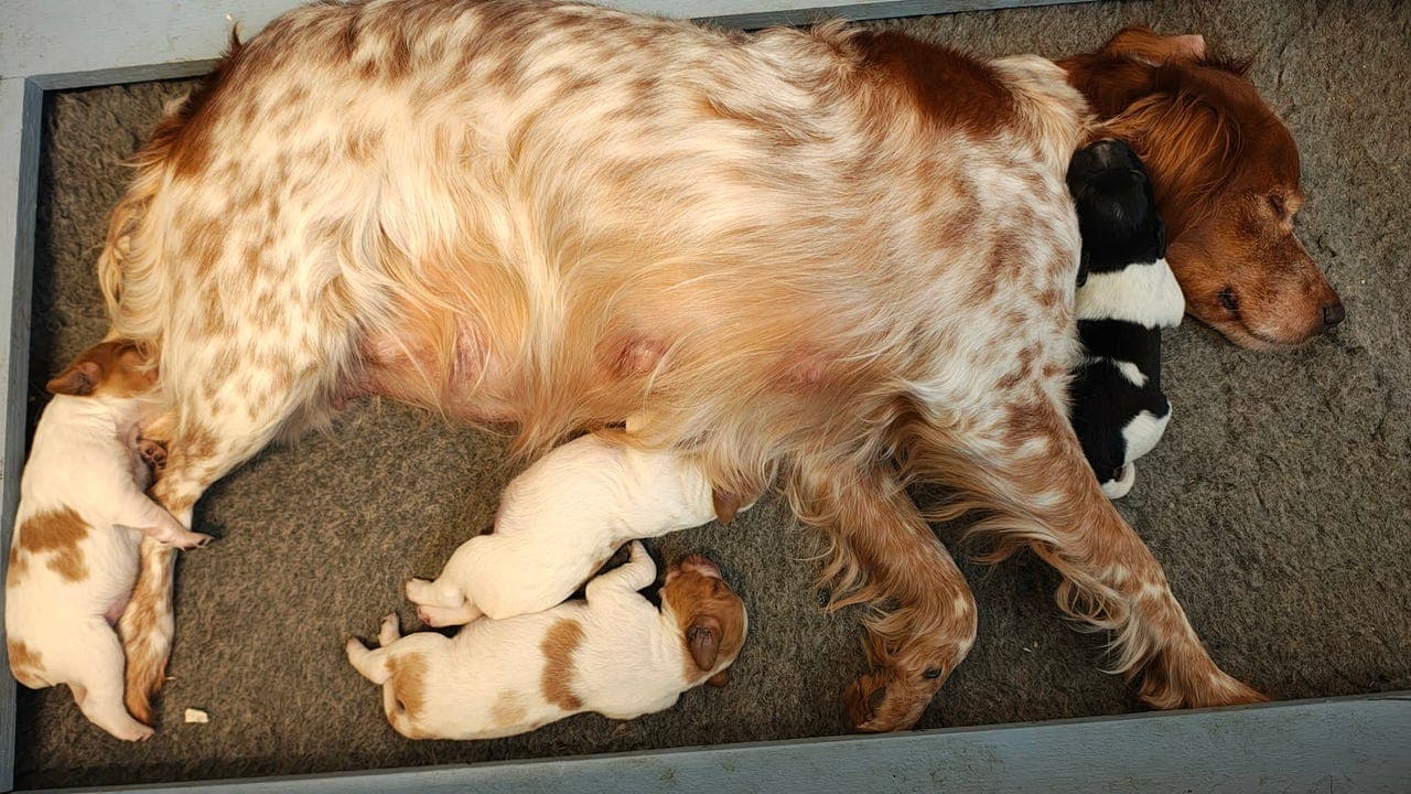 BRETON VALPER TIL SALGS