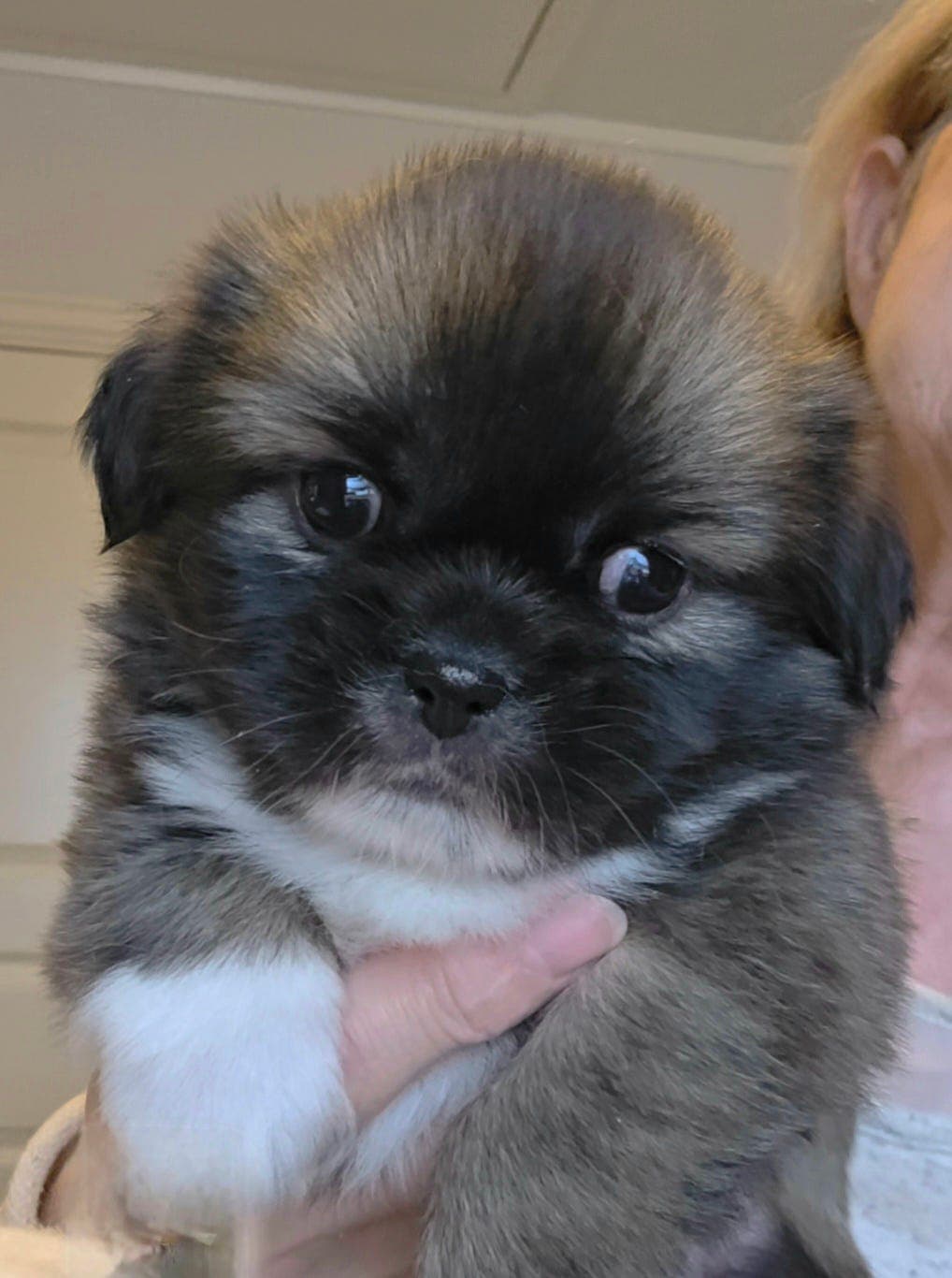 Tibetansk spaniel valper