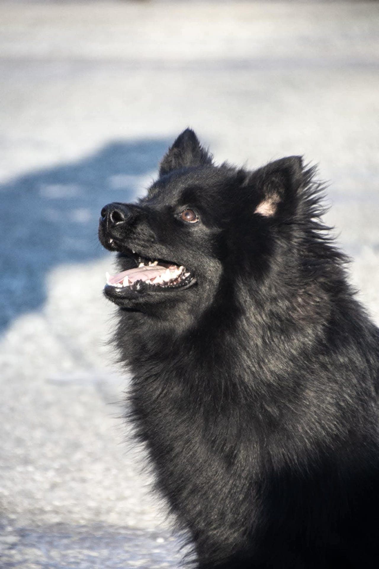 svensk lapphund hann søker nytt hjem