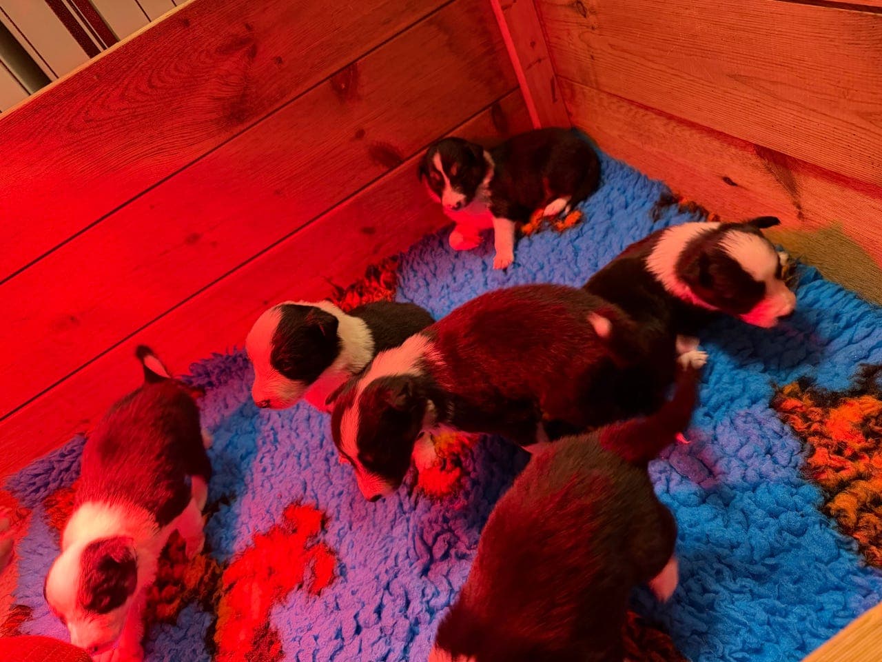 Border Collie valper til salgs