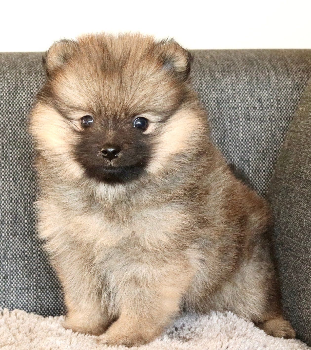 Mittelspitz Valper med stamtavle fra Starspitz kennel