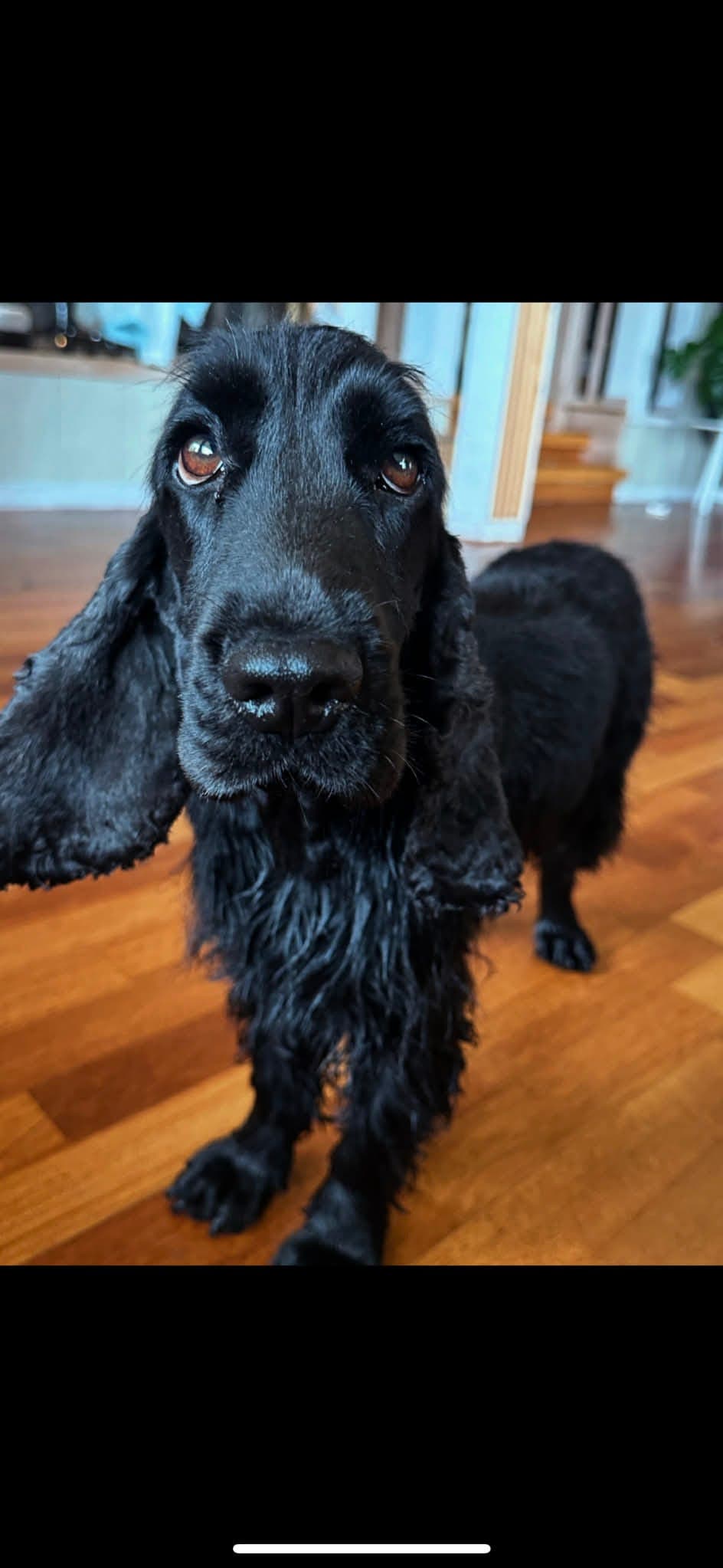 Forvert søkes til engelsk cocker spaniel tispe