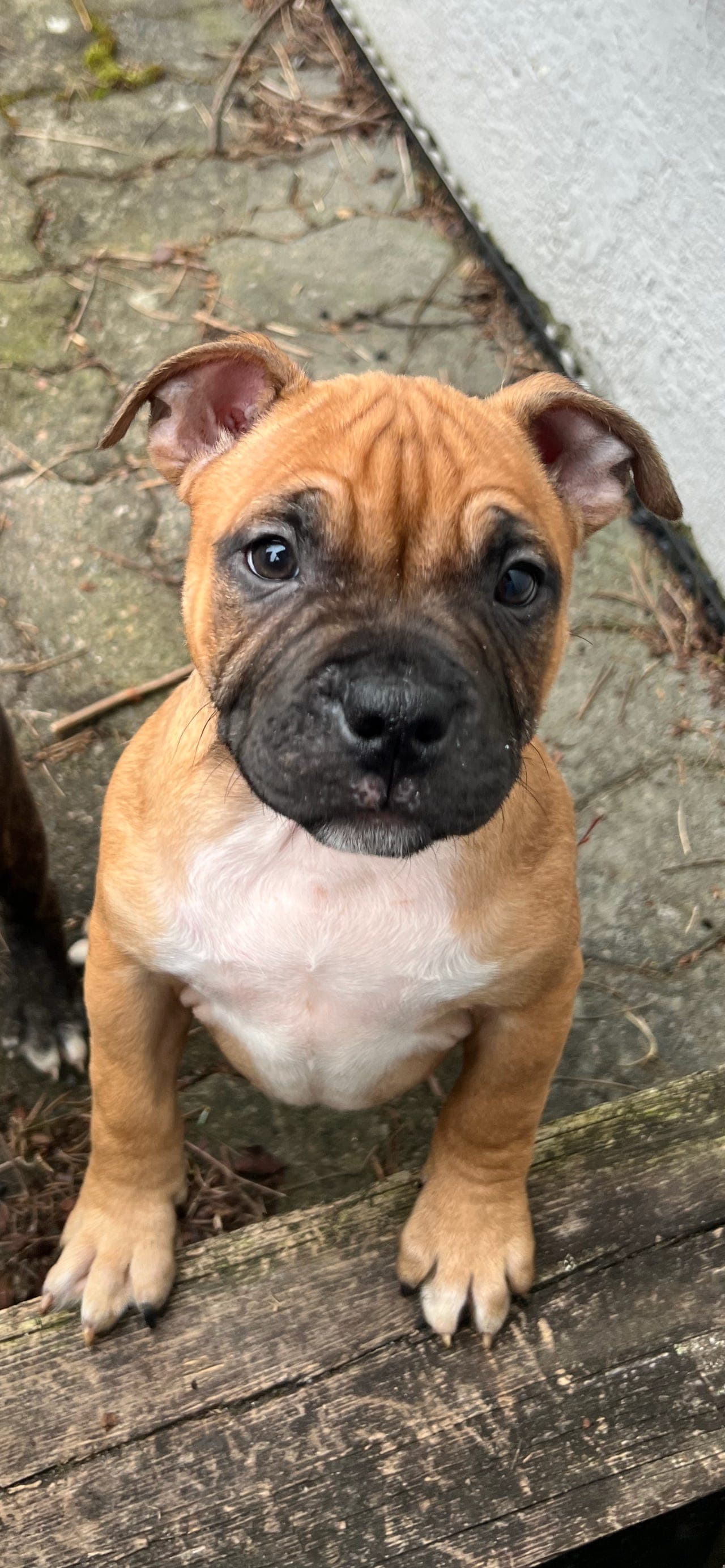 1 Ledig hann og 1 tispe - Staffordshire bull terrier valper
