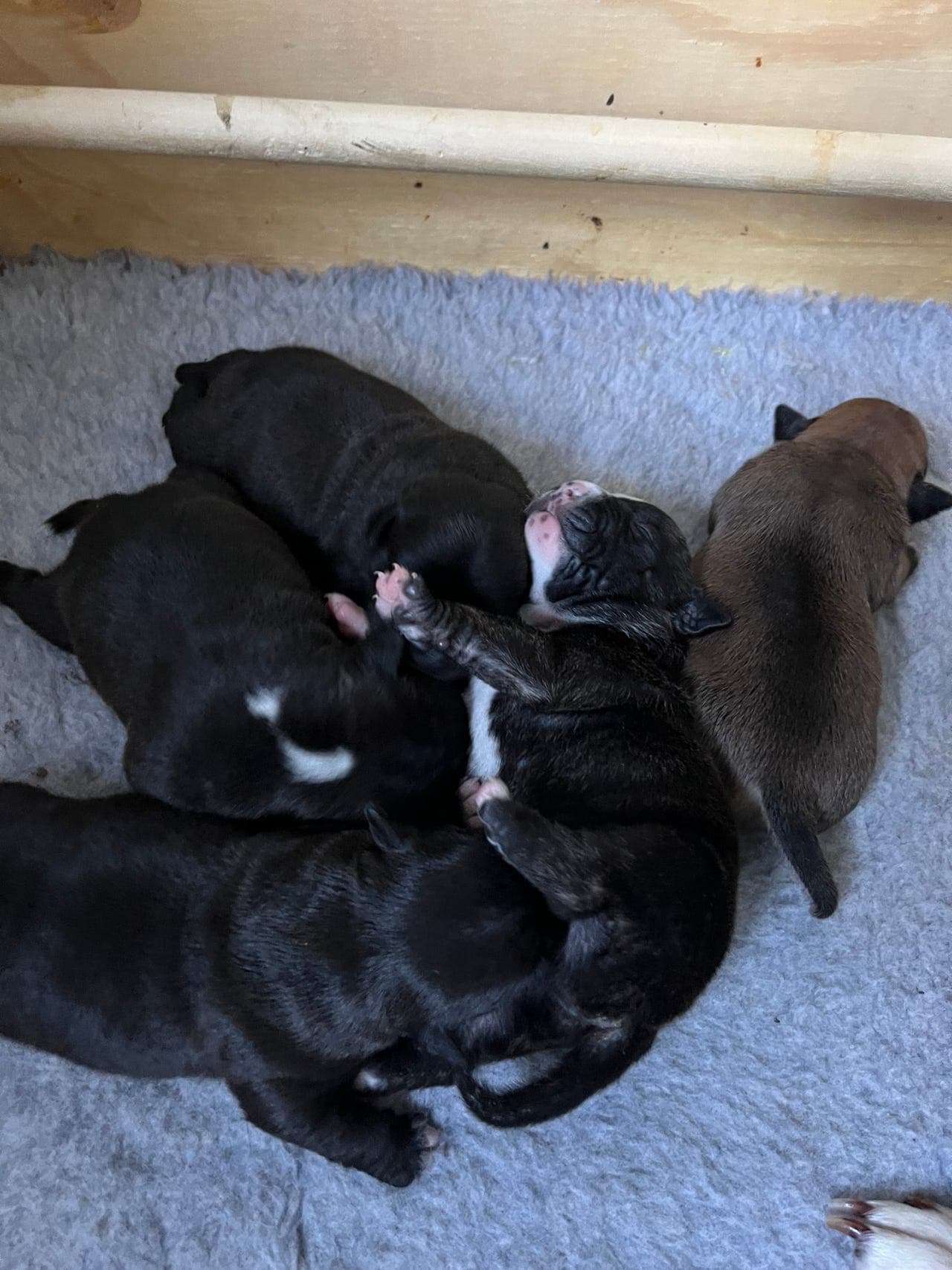 Staffordshire bull terrier valper