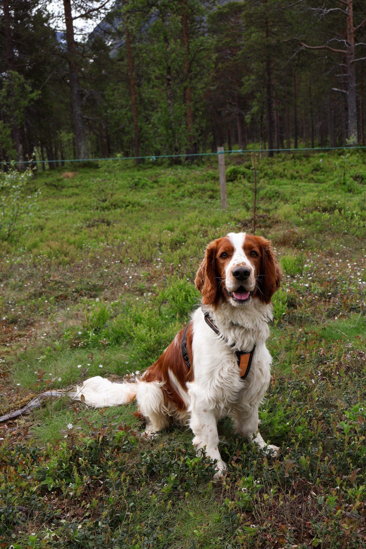 Felix søker bonusfamilie