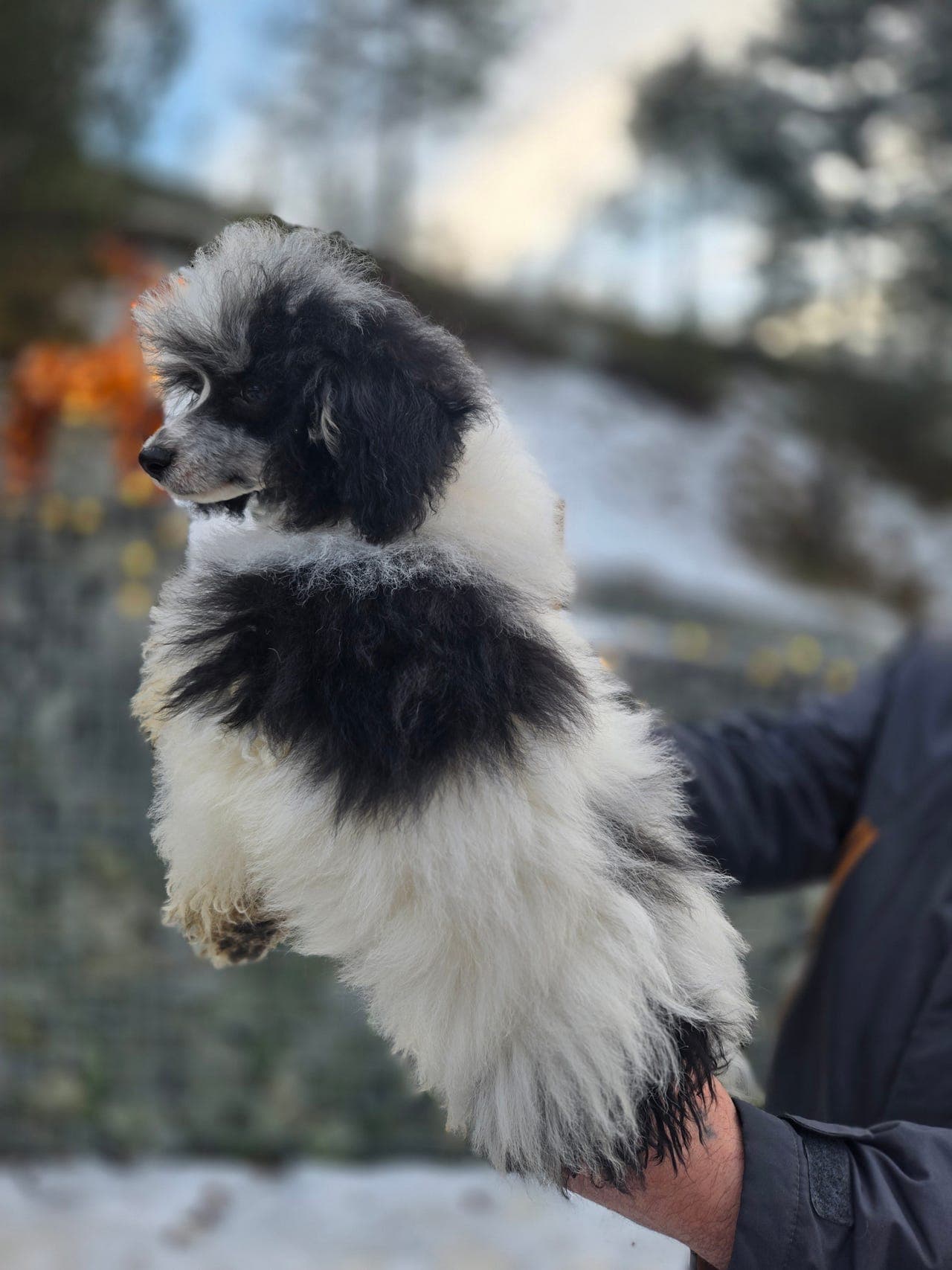 SOLGT Dvergpuddel tispe ledig