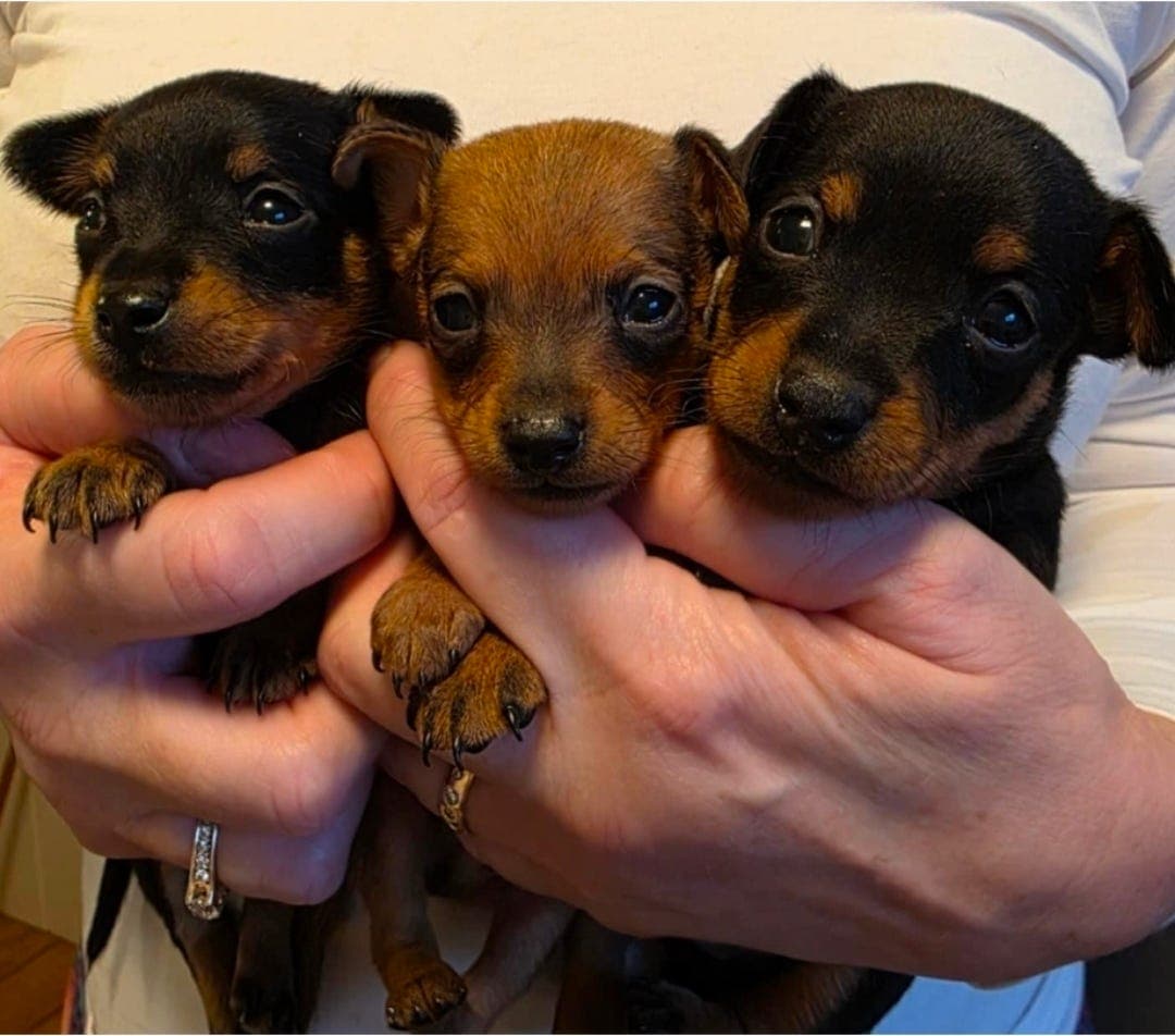 Kennel Cansha har 3 nydelige Prazsky Krysarik valper for salg.