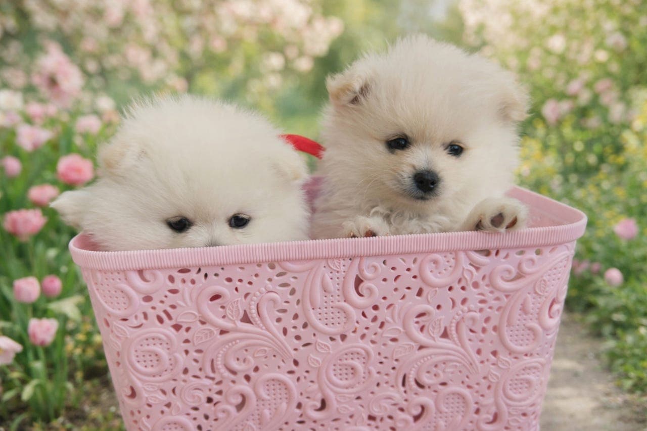 Pomeranian valper til salgs