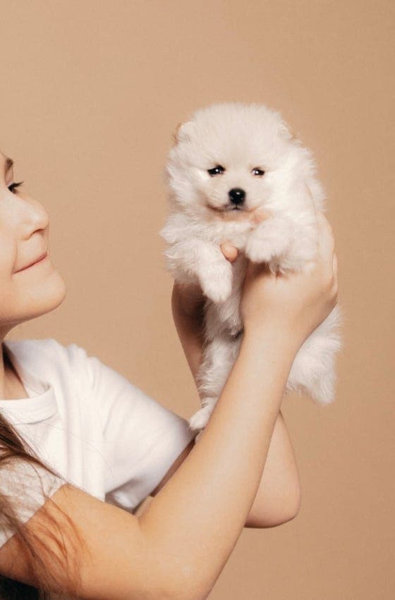 Pomeranian valper til salgs