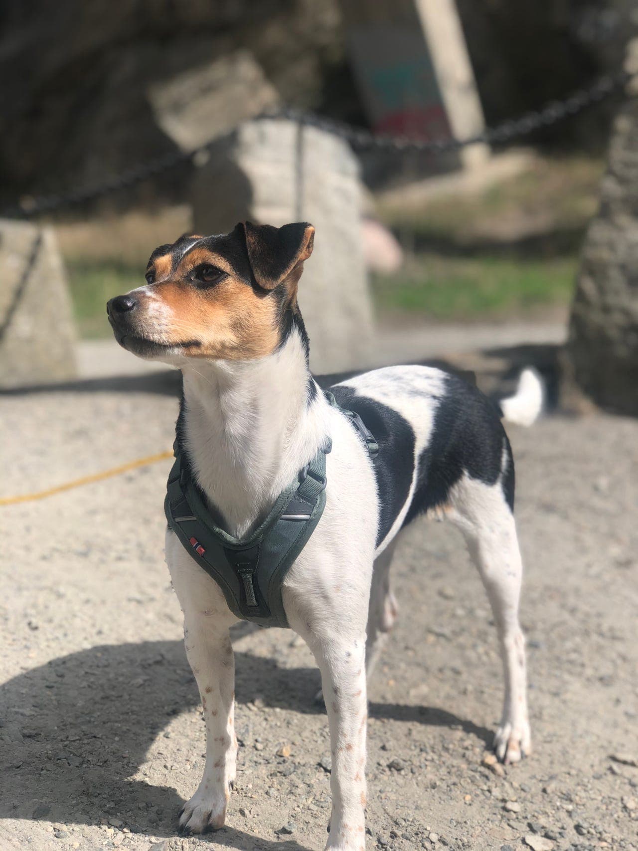 Dansk svensk gårdshund venter valper