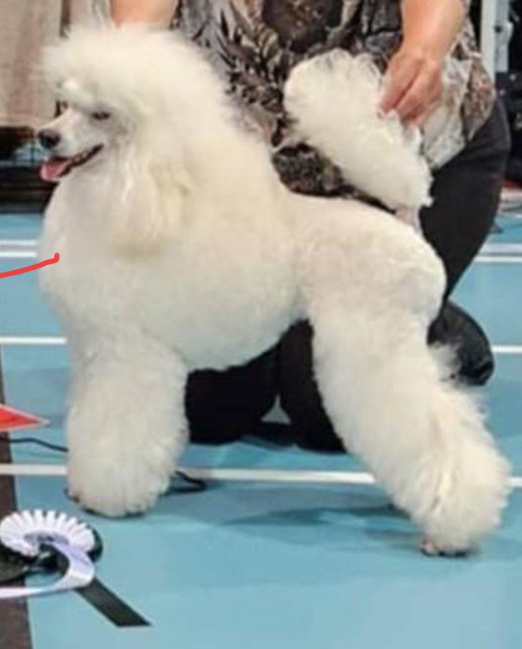 ❇️Mellompuddelvalper❇️  Helsetestede og premierte foreldre, NKK reg‼️