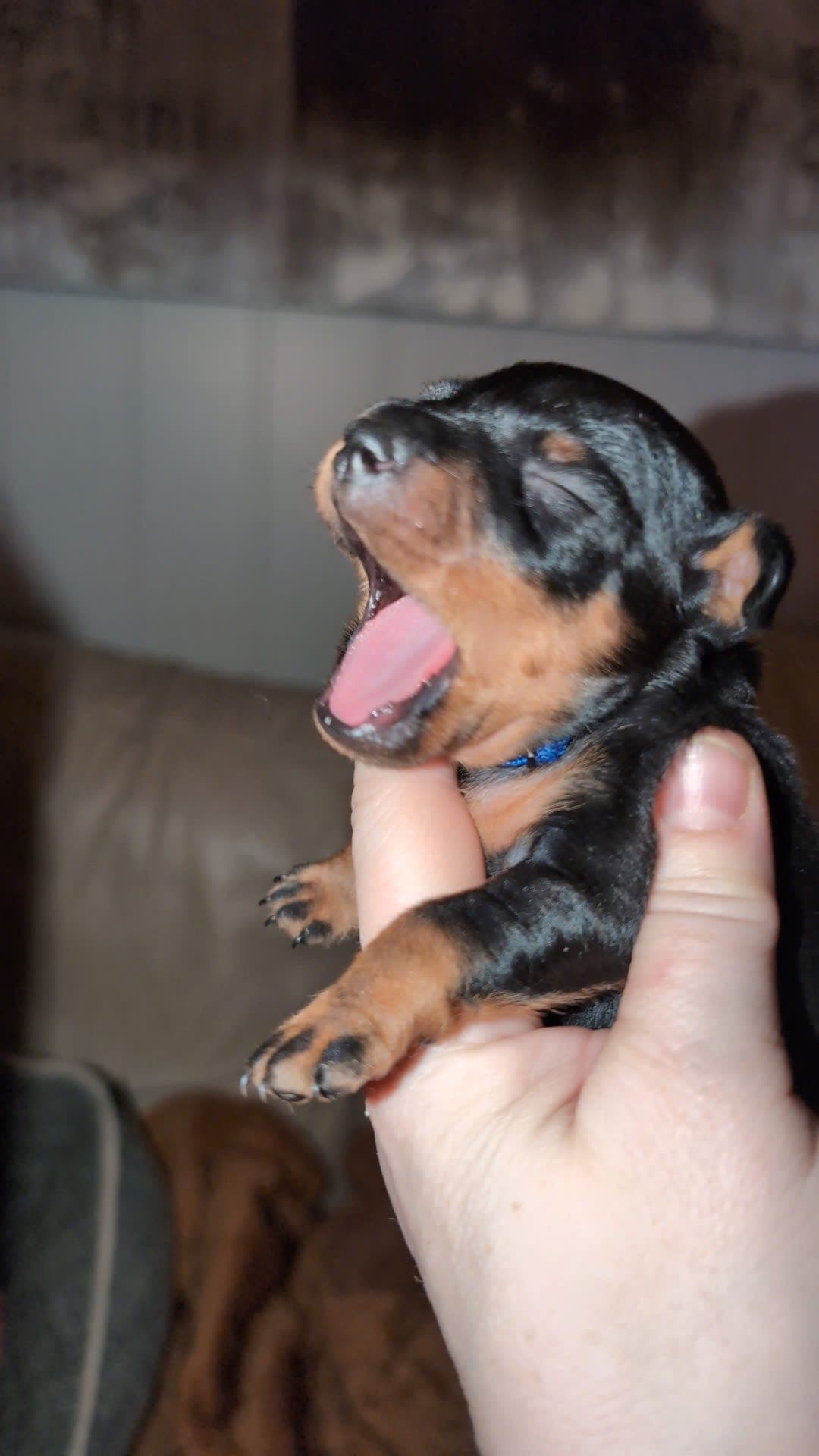 🧡💛💫⭐ Dvergpinschervalper - 1 ledig hannhund