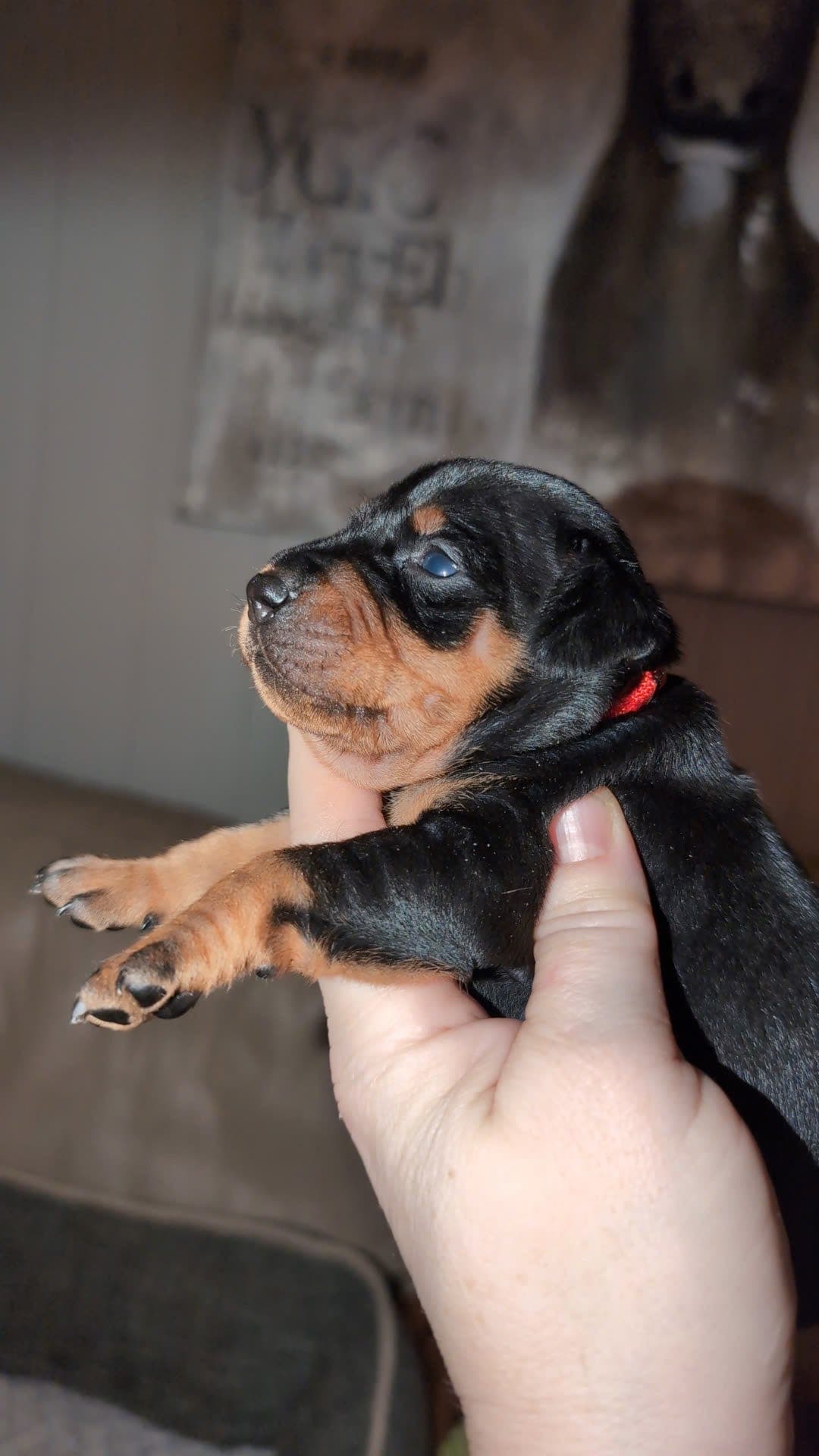 🧡💛💫⭐ Dvergpinschervalper - 1 ledig tispe