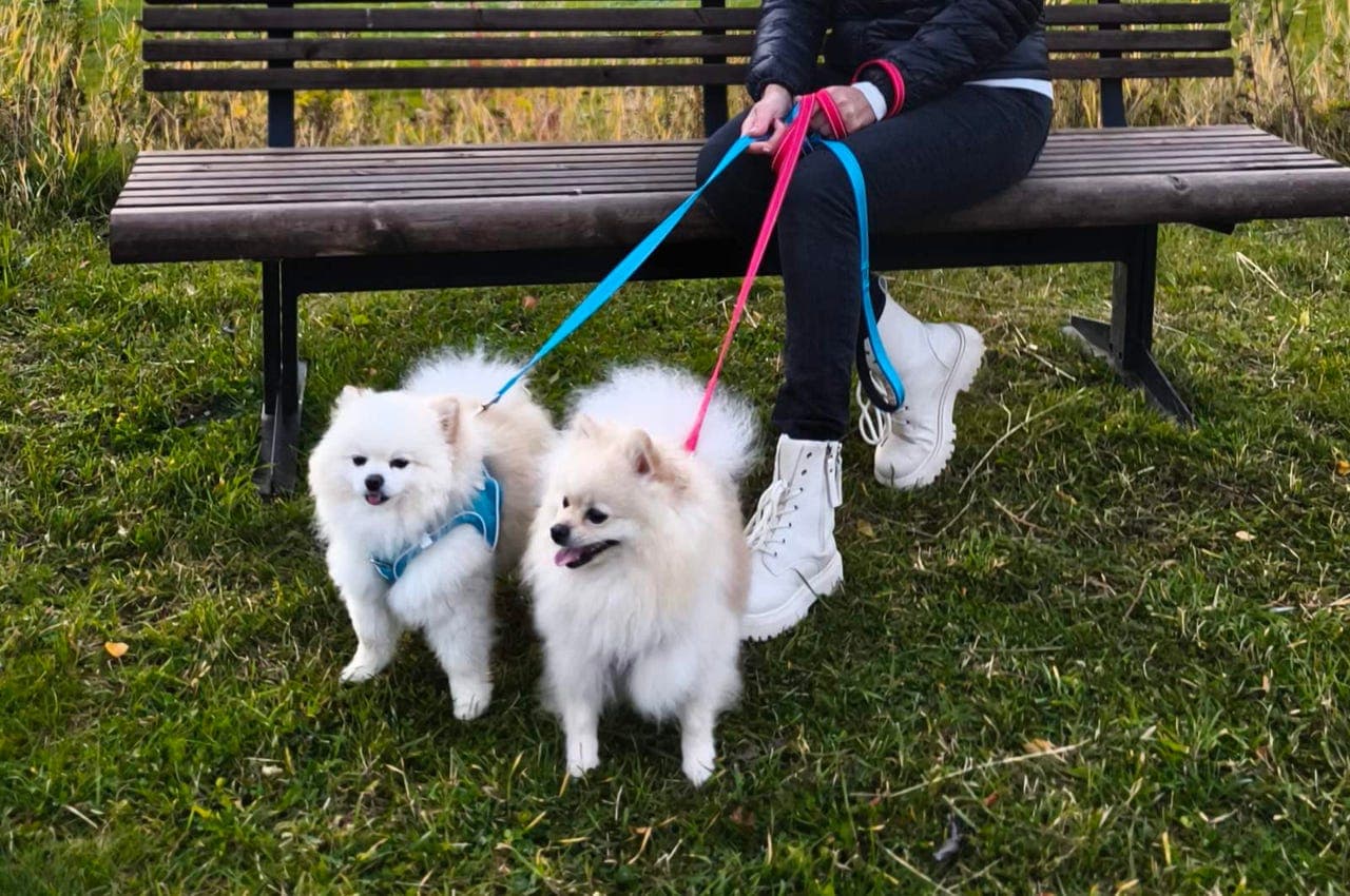 Eksklusive Pomeranian valper