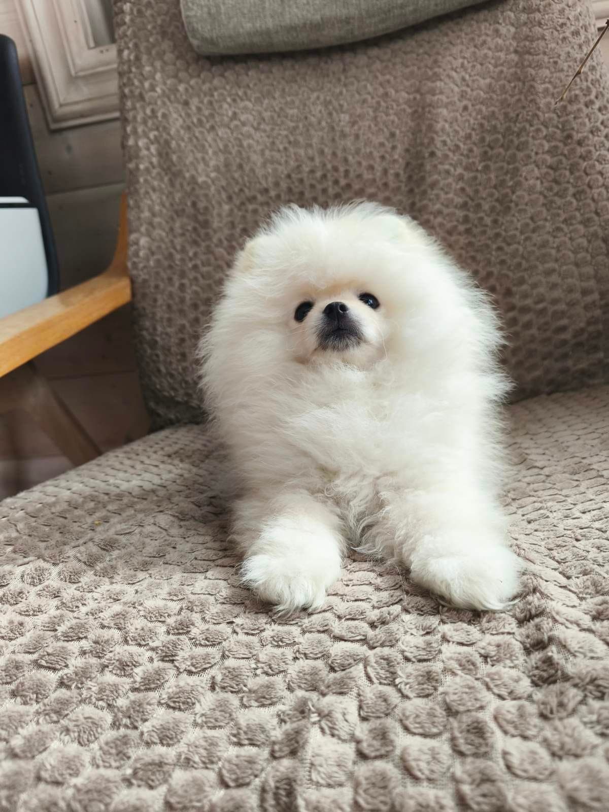 Eksklusive Pomeranian valper
