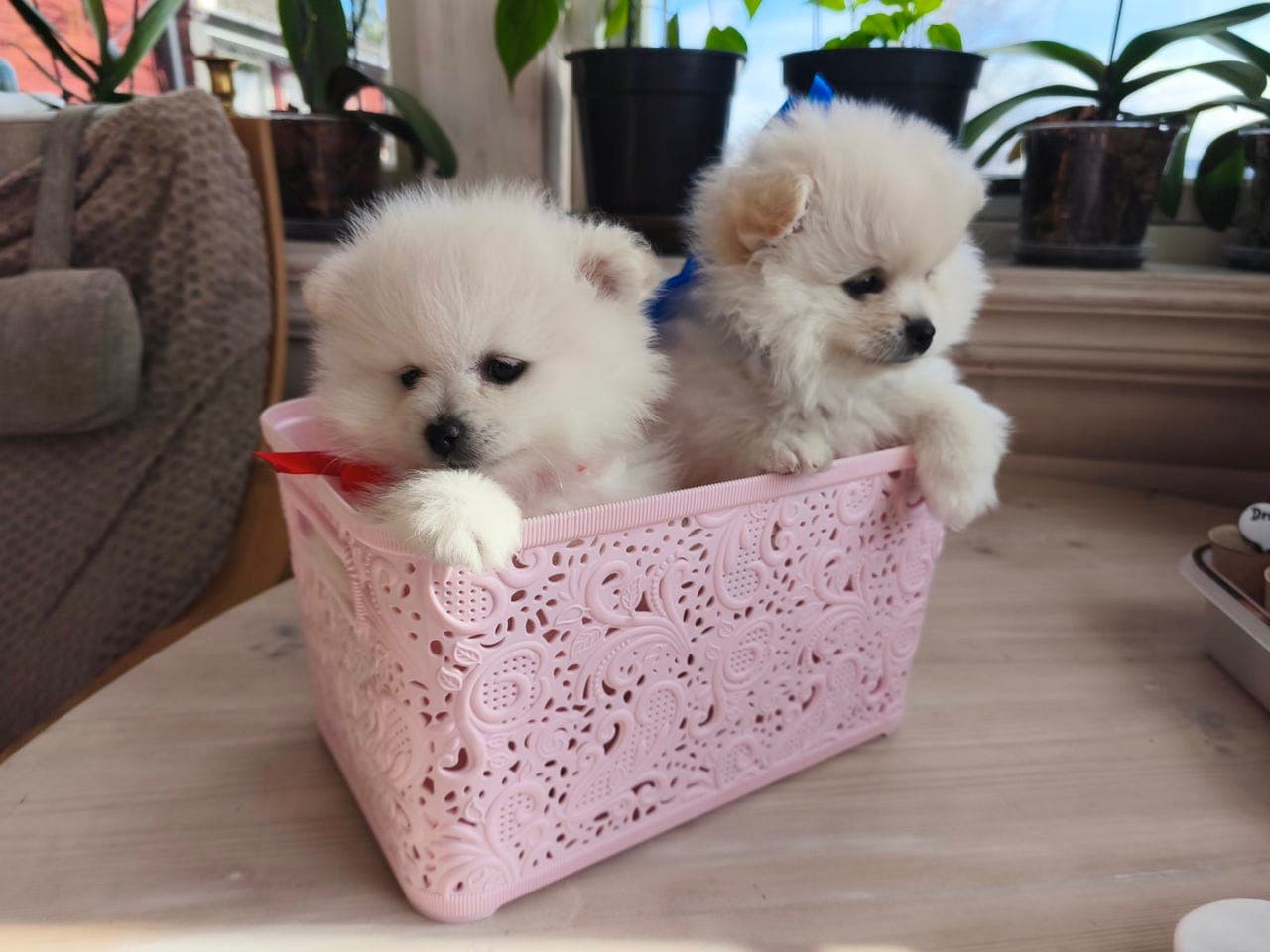 Eksklusive Pomeranian valper