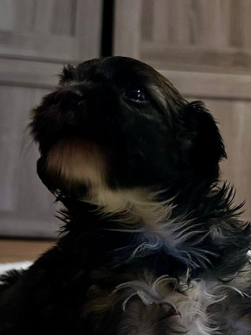 Chinese Crested Powder Puff