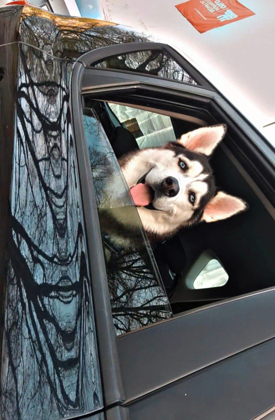 Nydelig og snill husky