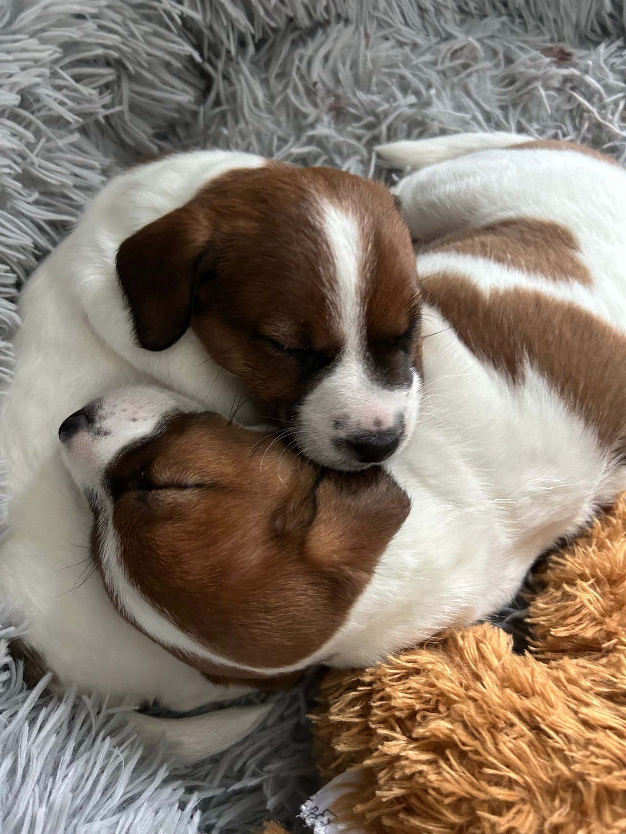 Jack Russel Terrier valper