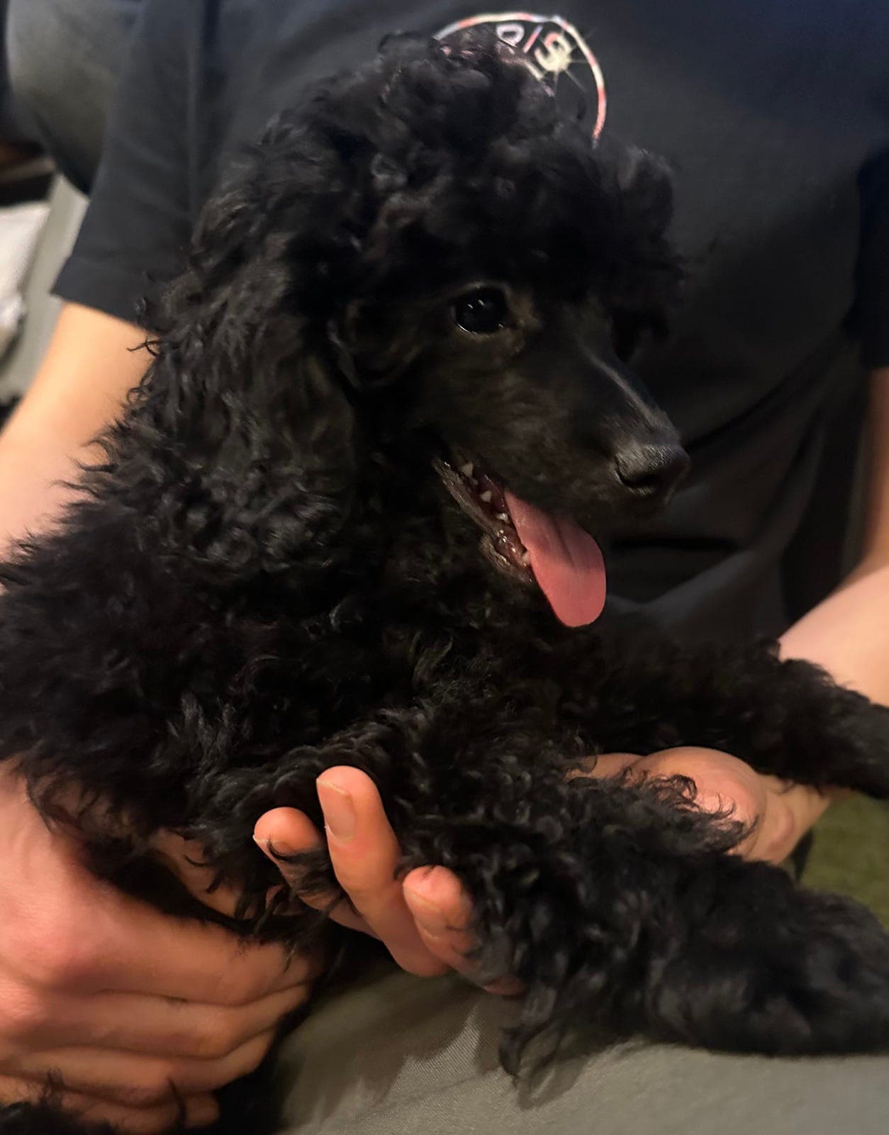 Dvergpuddel - en valp selges