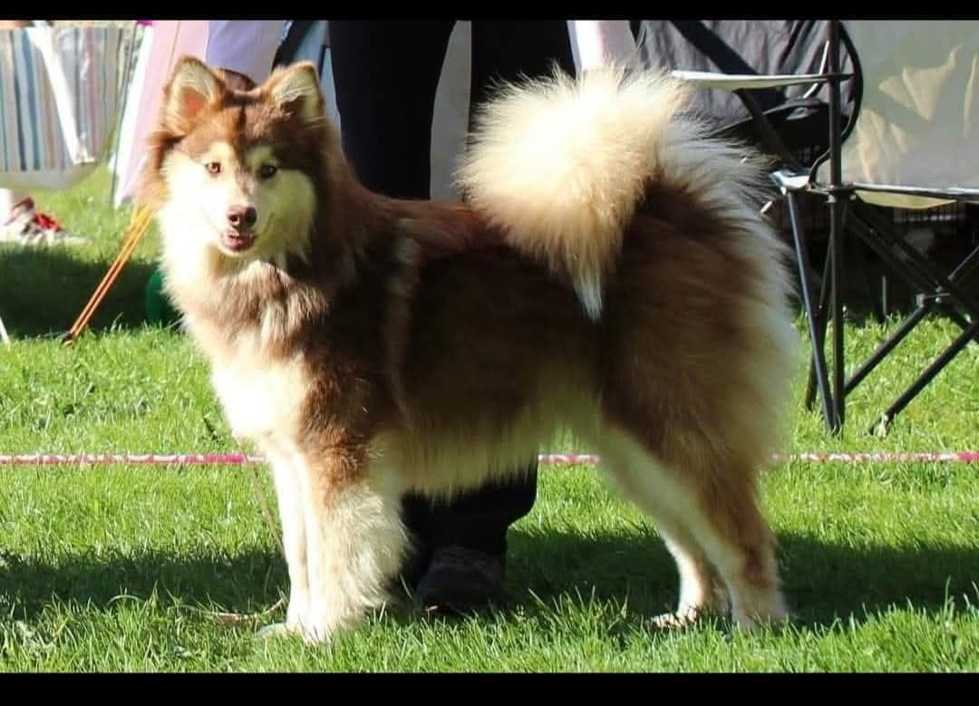 Finsk lapphund forvært